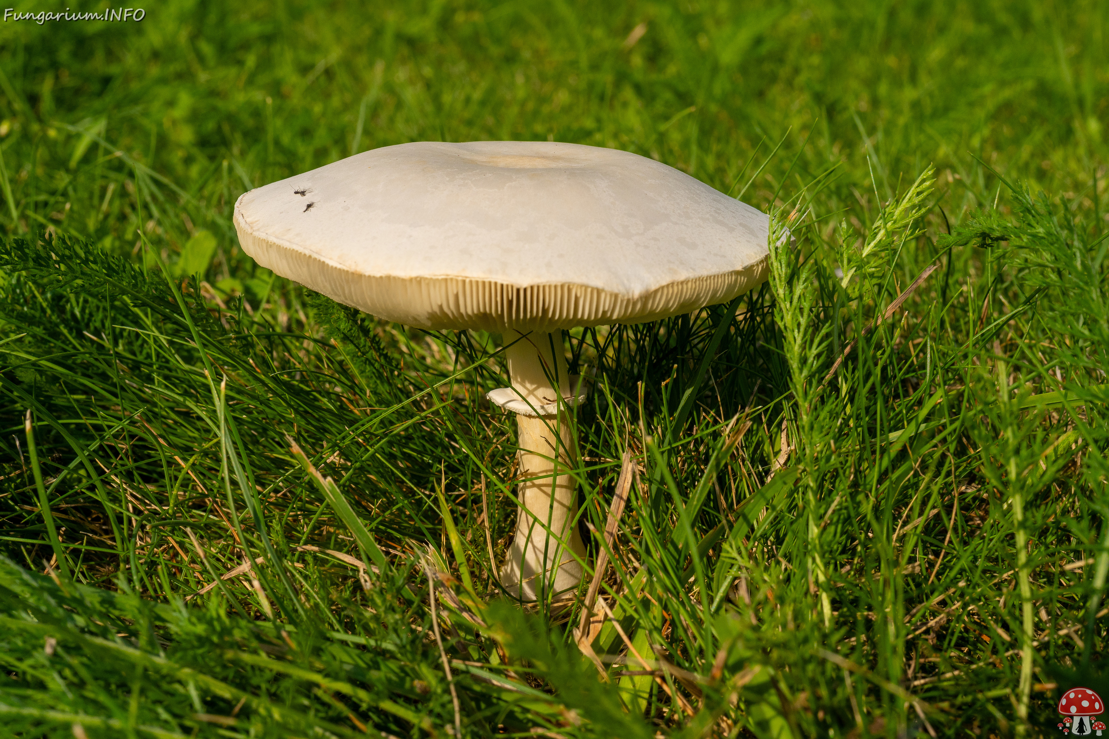 leucoagaricus-leucothites_1-1 