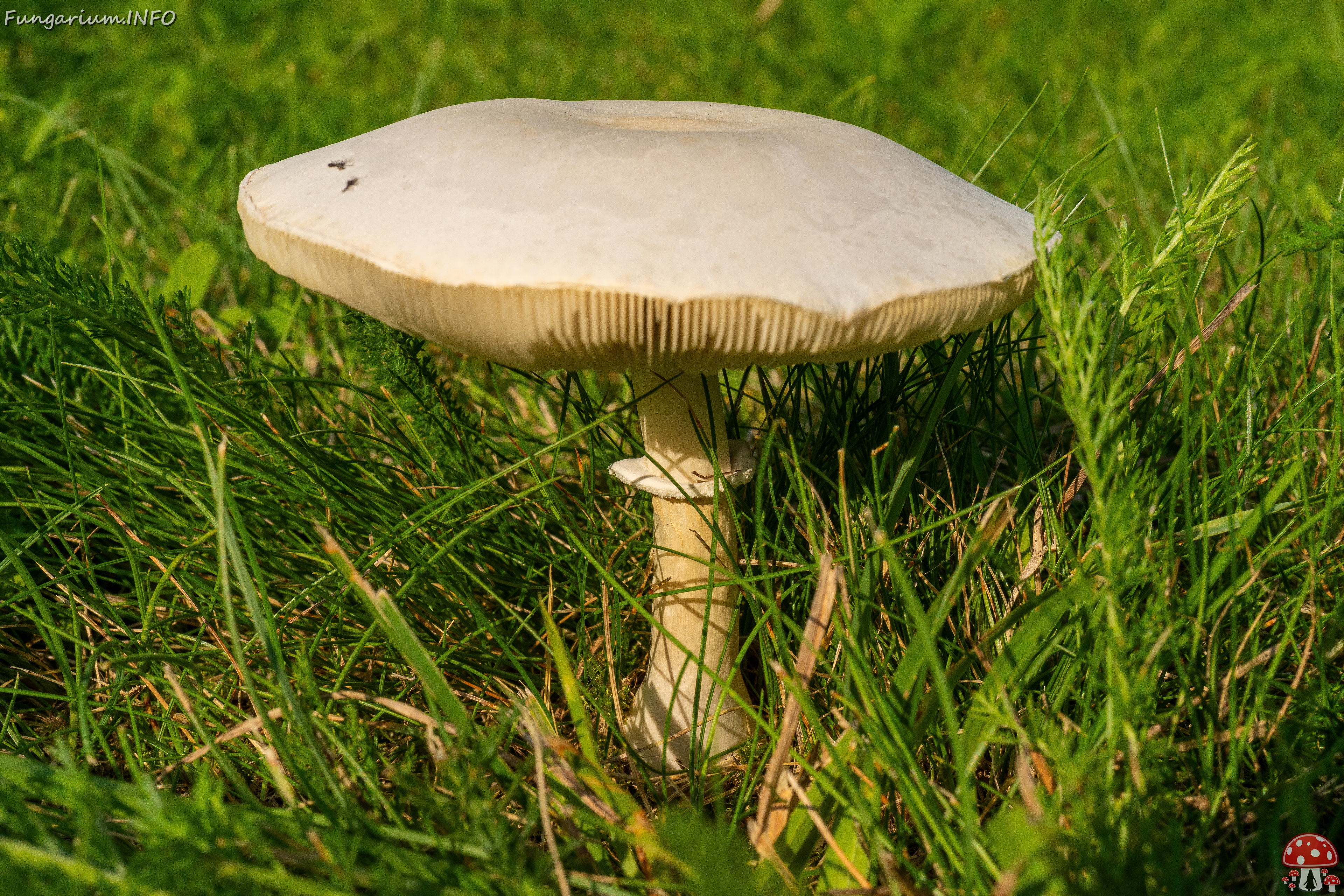 leucoagaricus-leucothites_1-2 