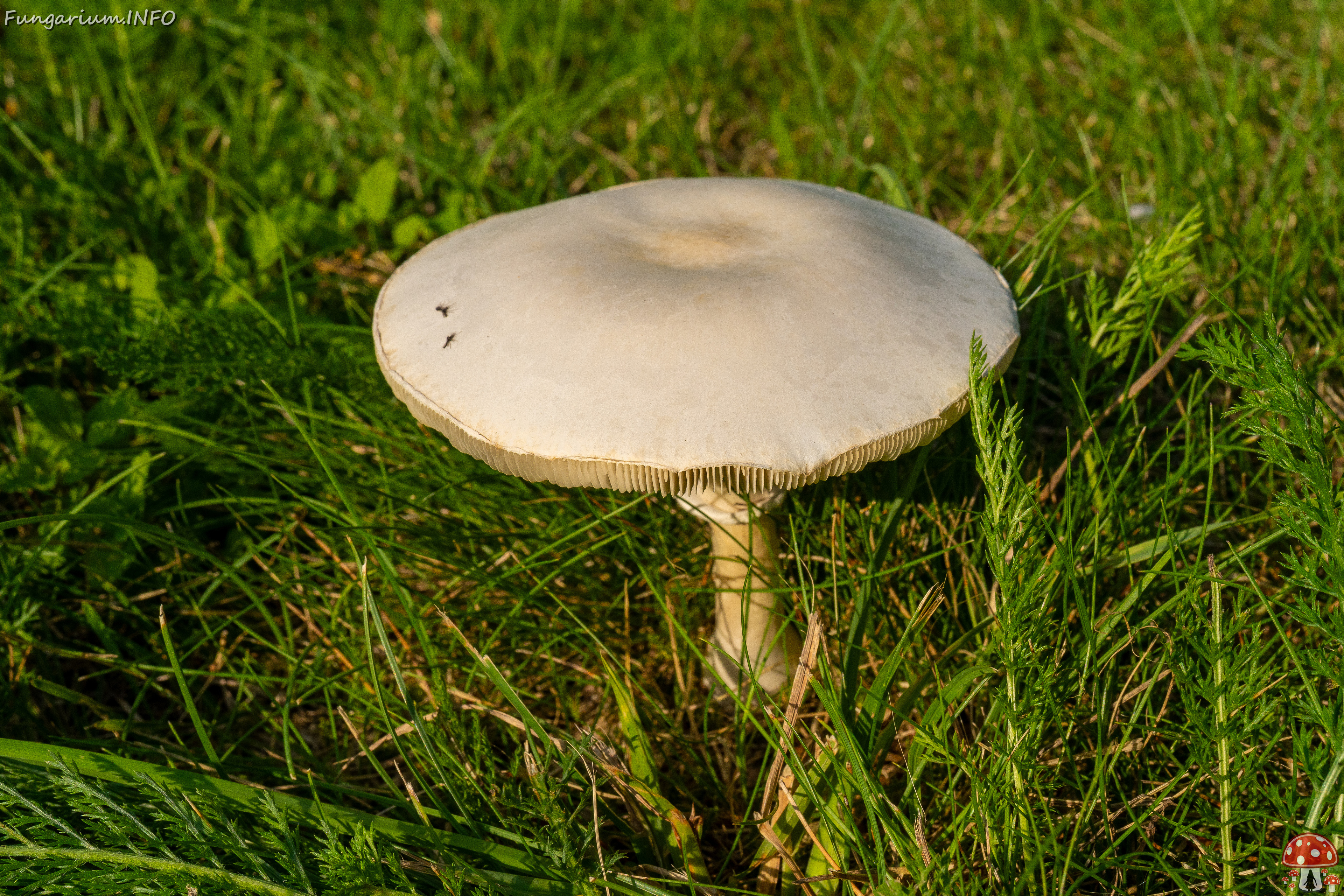 leucoagaricus-leucothites_1-3 