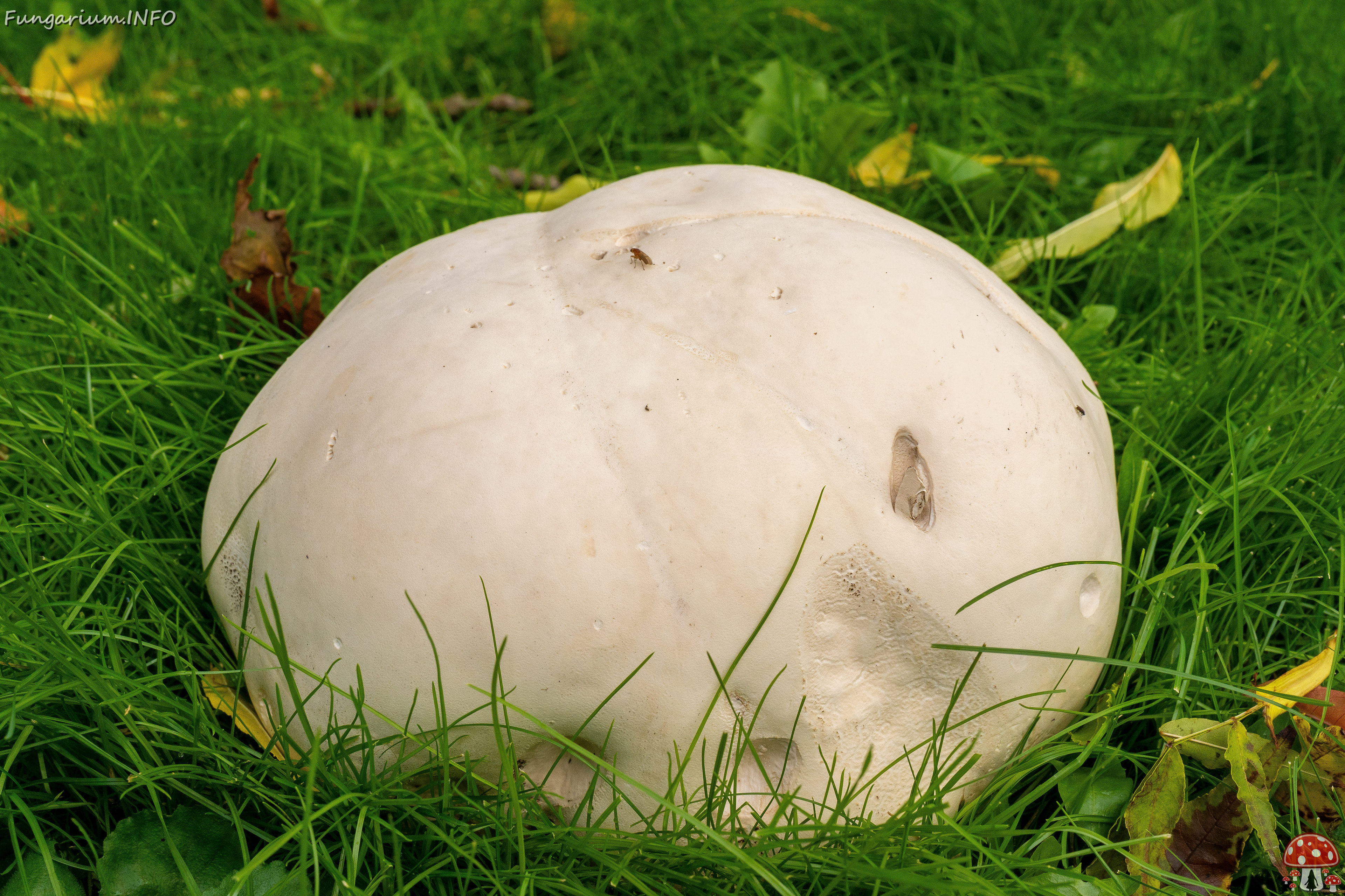 !calvatia-gigantea_2024-09-29_1-10 