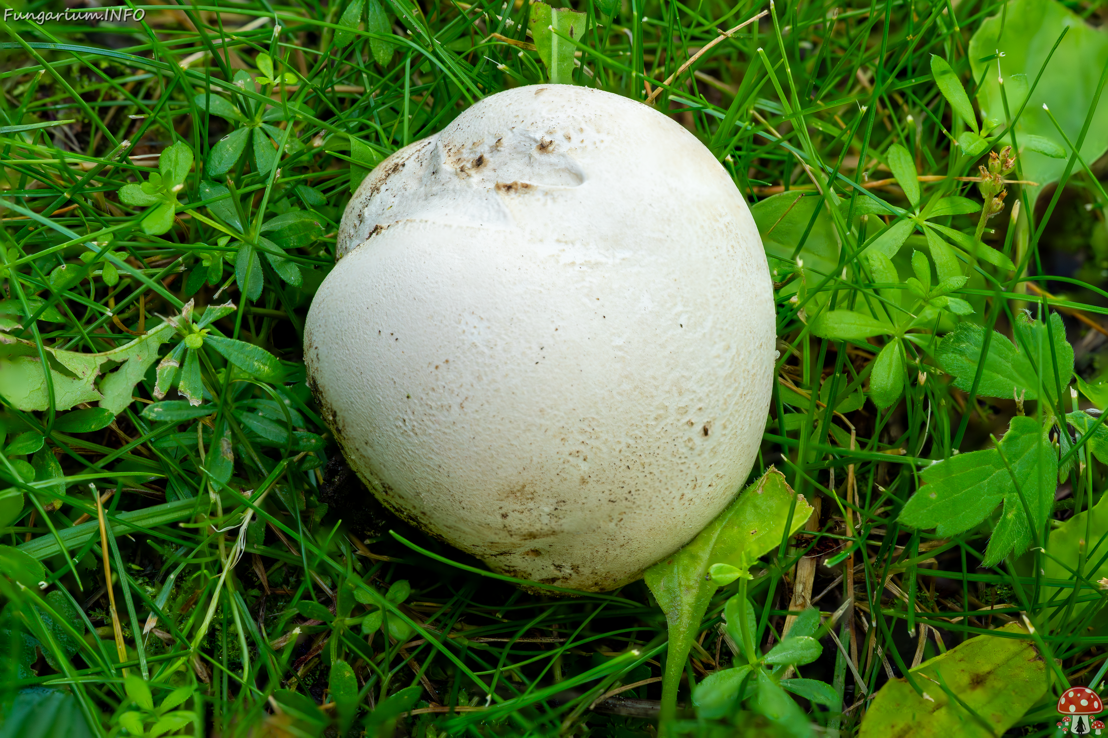 сalvatia-gigantea_2023-08-02_4 