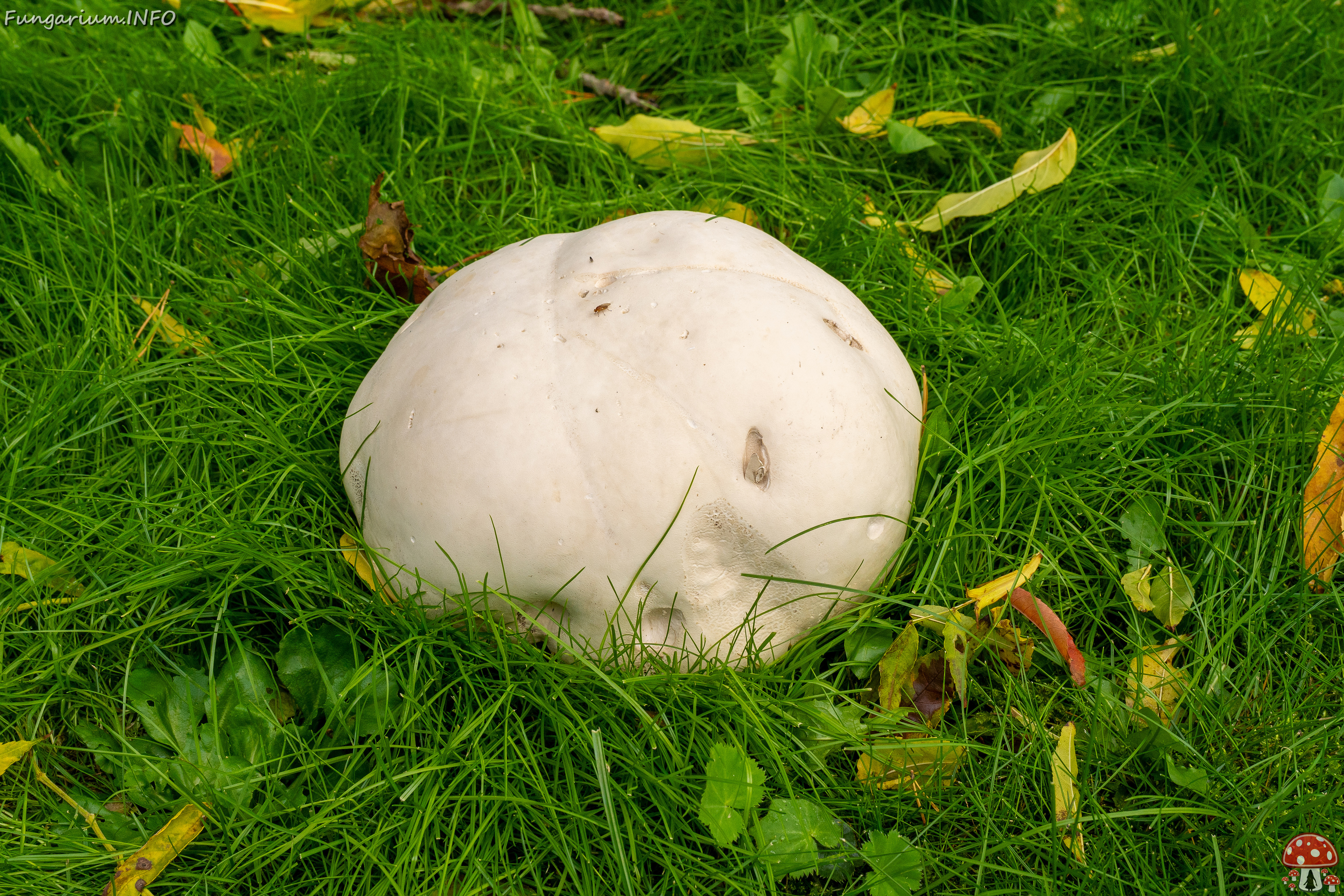 calvatia-gigantea_2024-09-29_1-1 