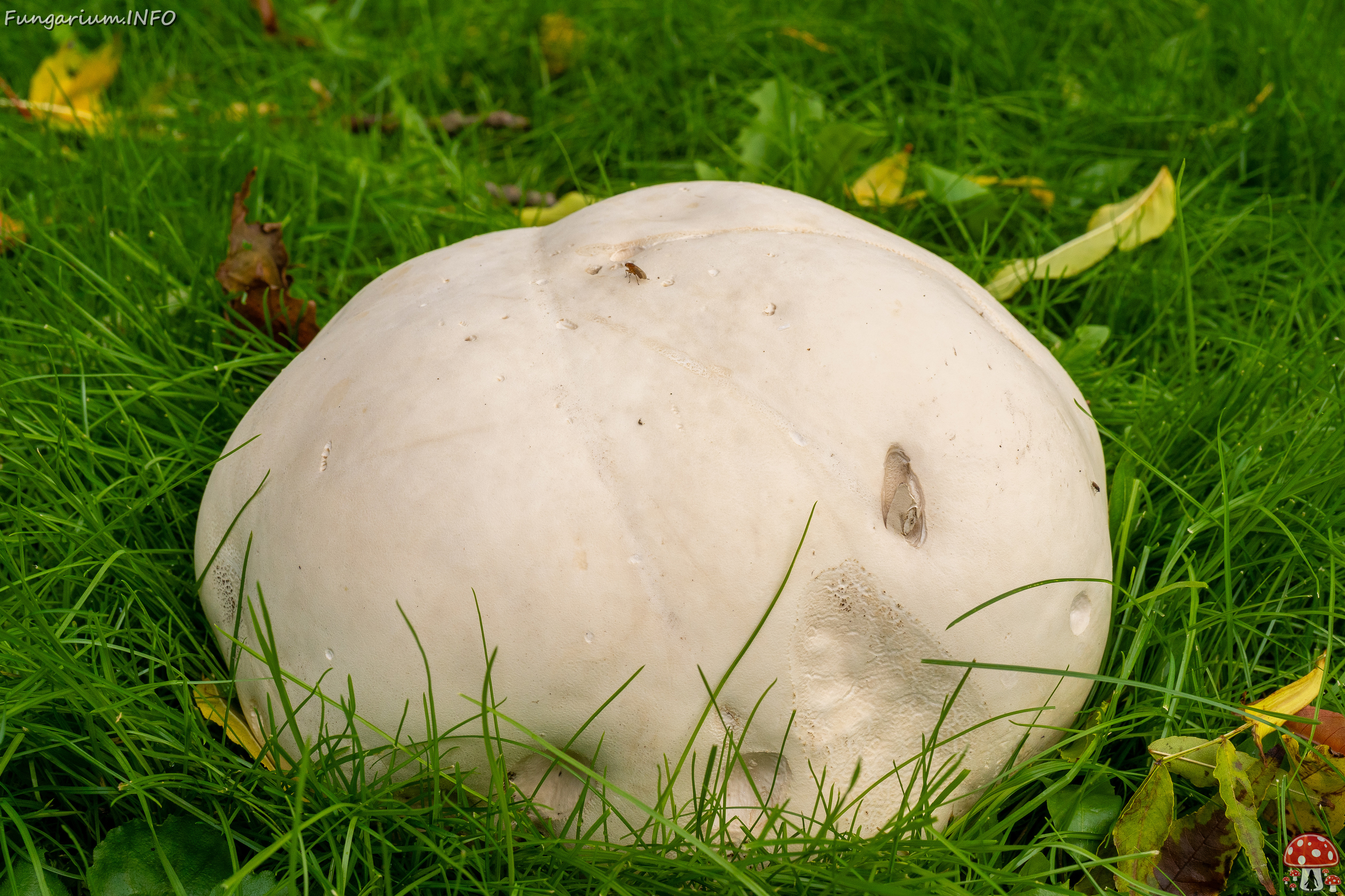 calvatia-gigantea_2024-09-29_1-11 