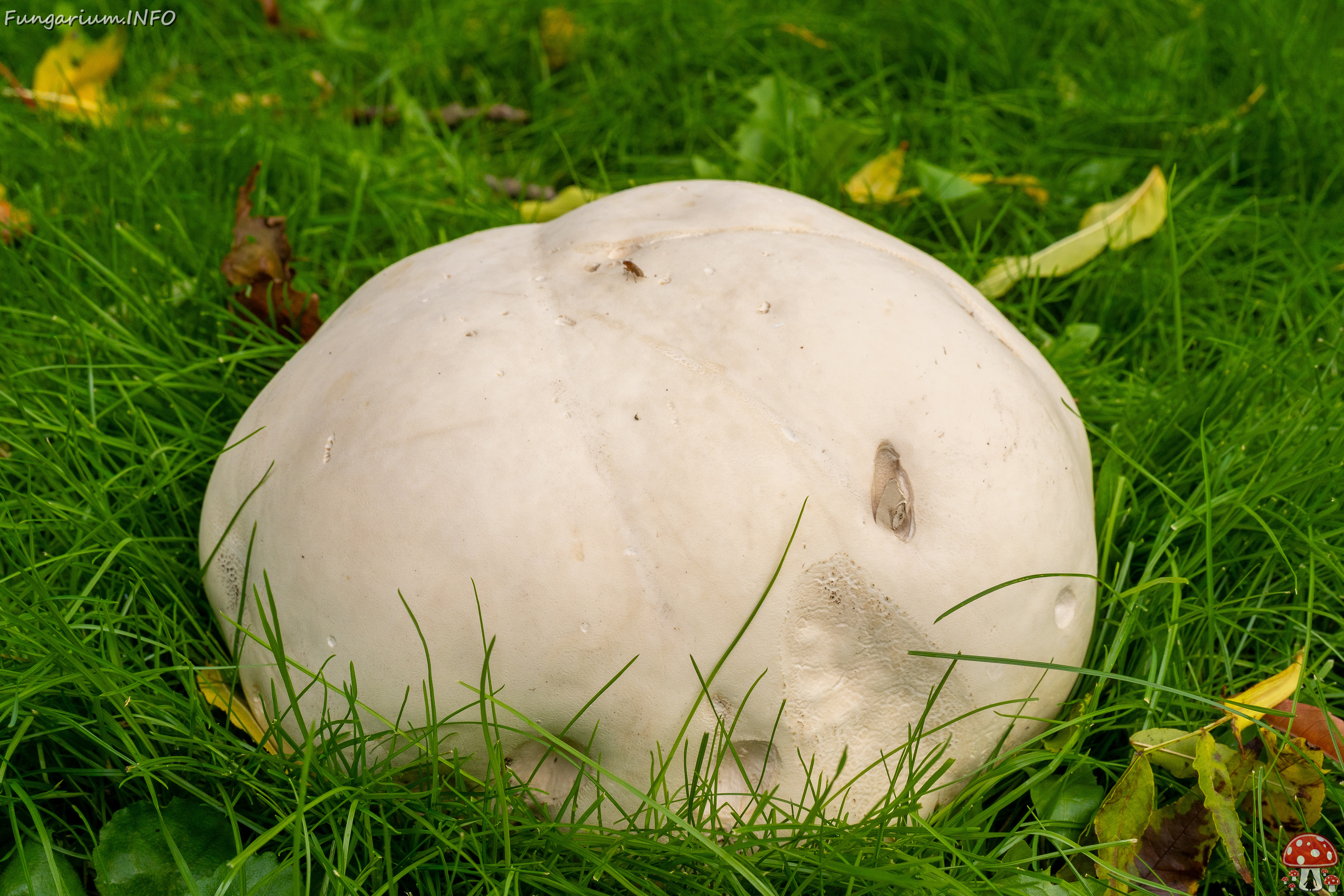 calvatia-gigantea_2024-09-29_1-12 