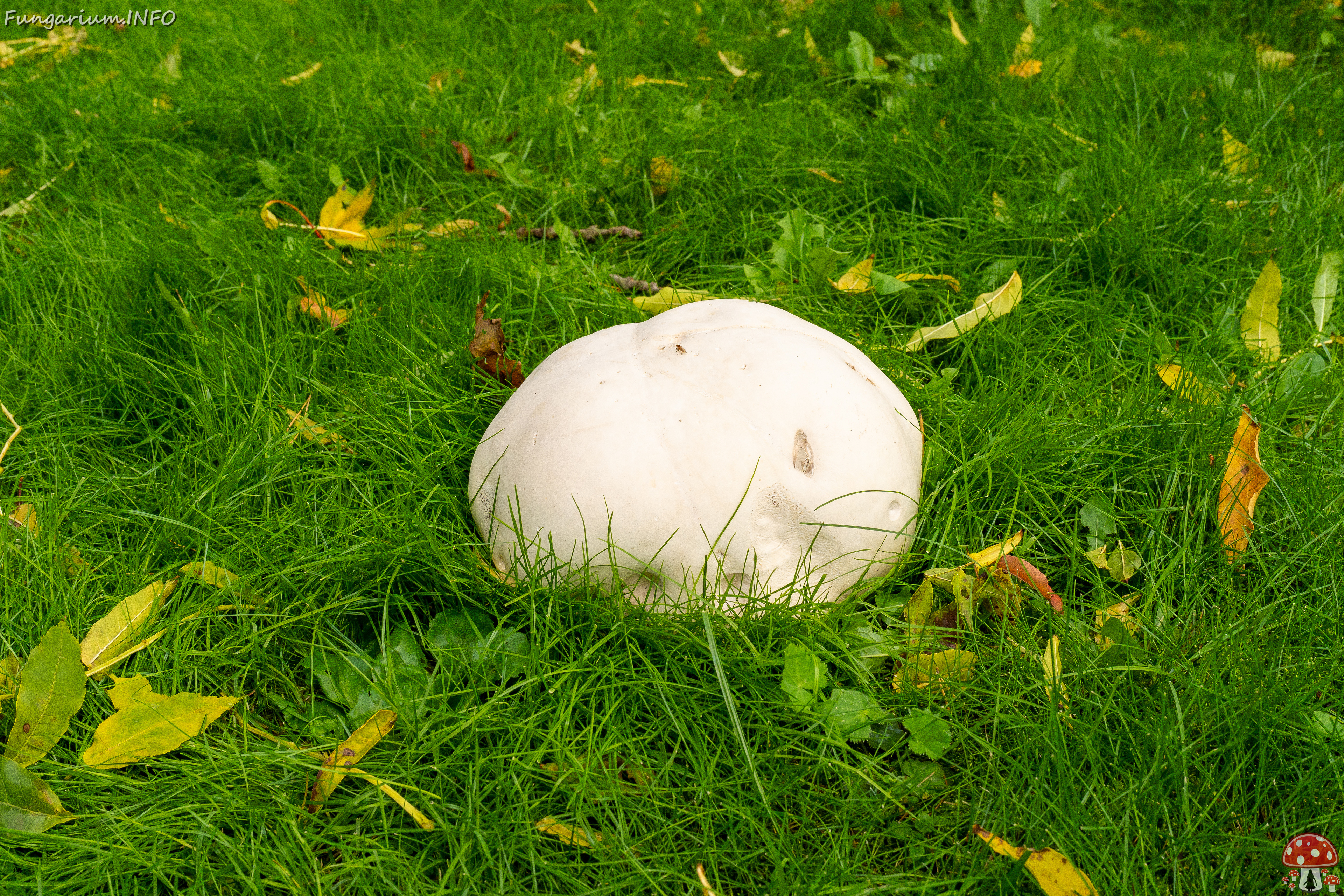 calvatia-gigantea_2024-09-29_1-13 