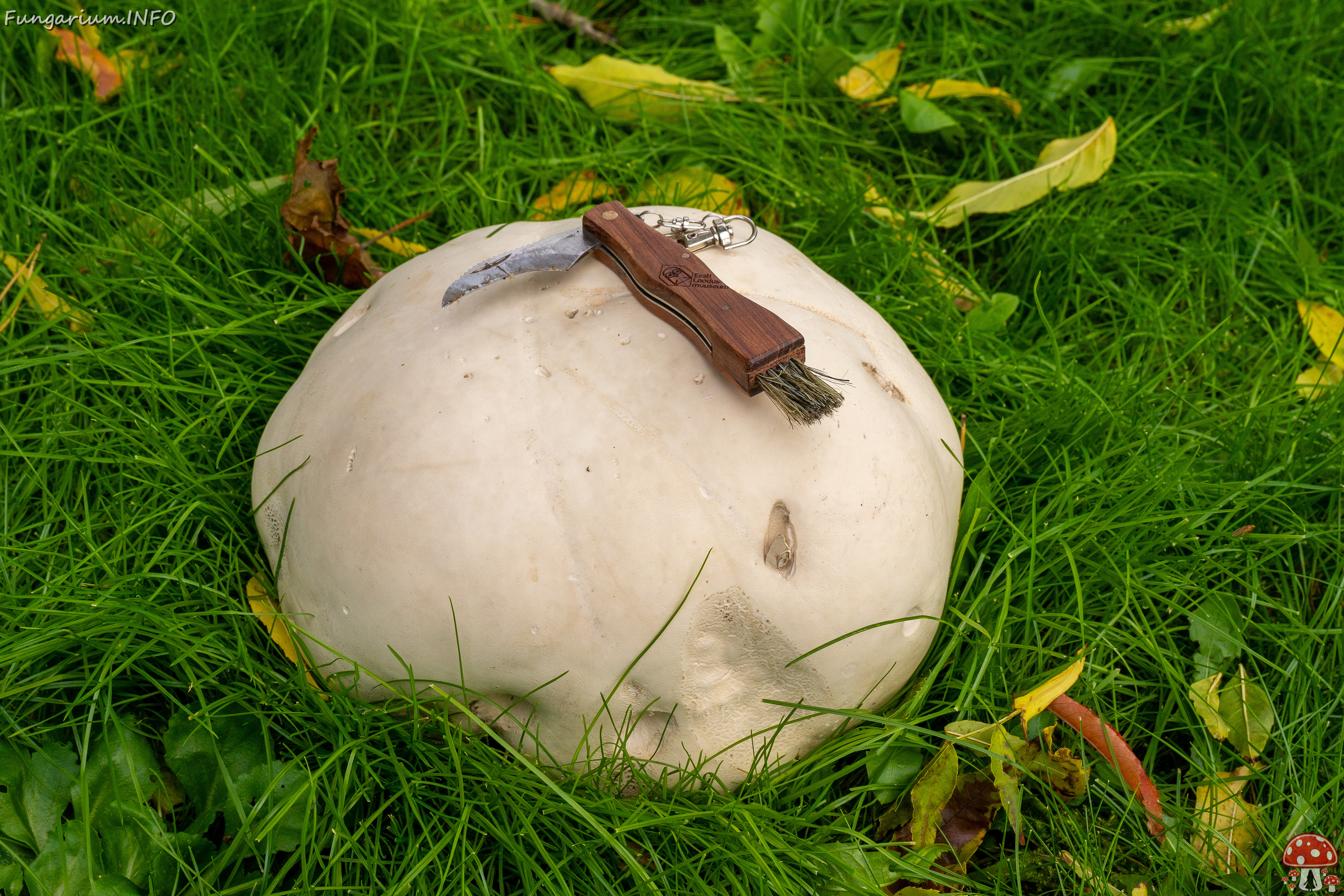 calvatia-gigantea_2024-09-29_1-16 