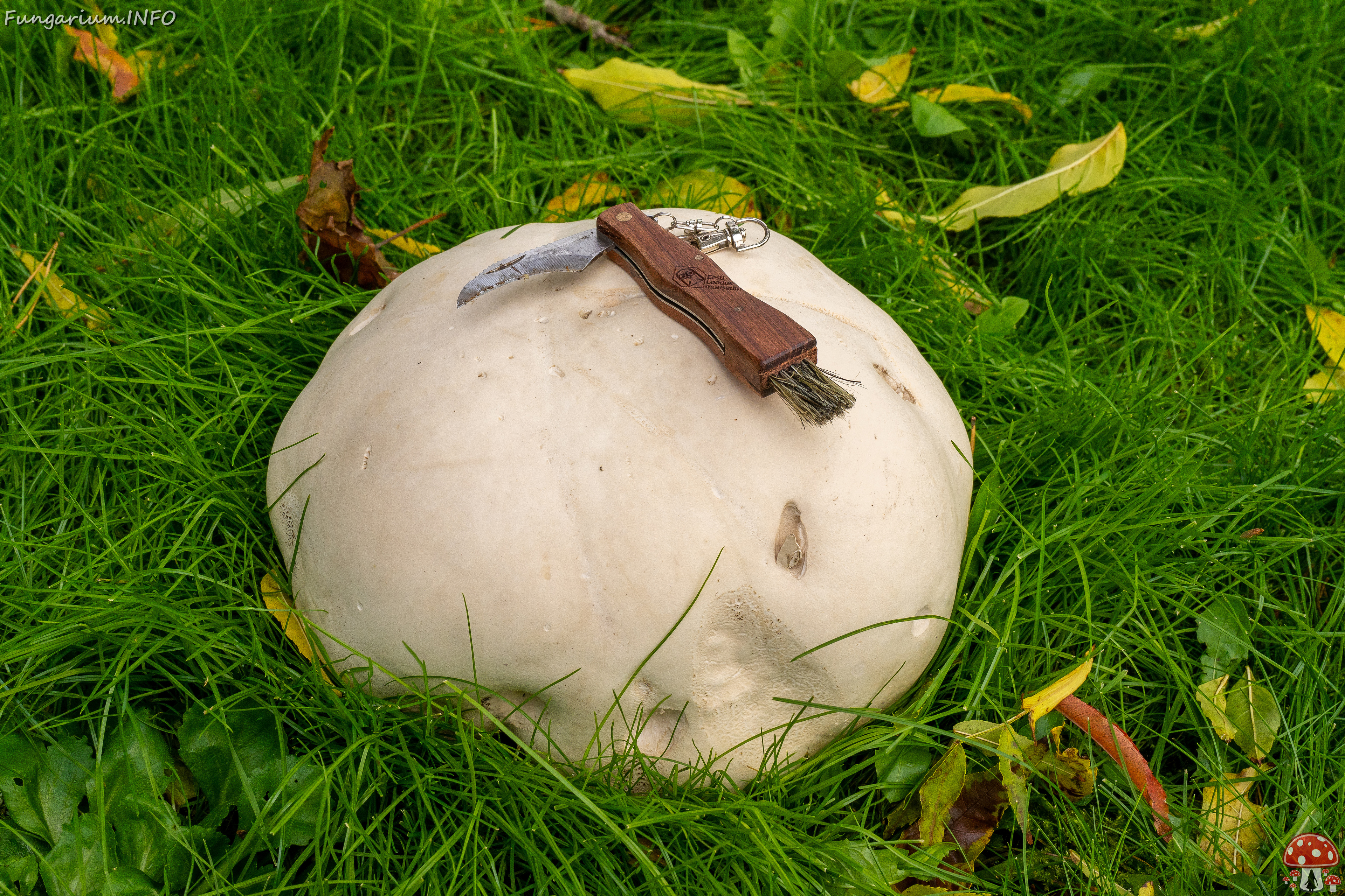 calvatia-gigantea_2024-09-29_1-17 