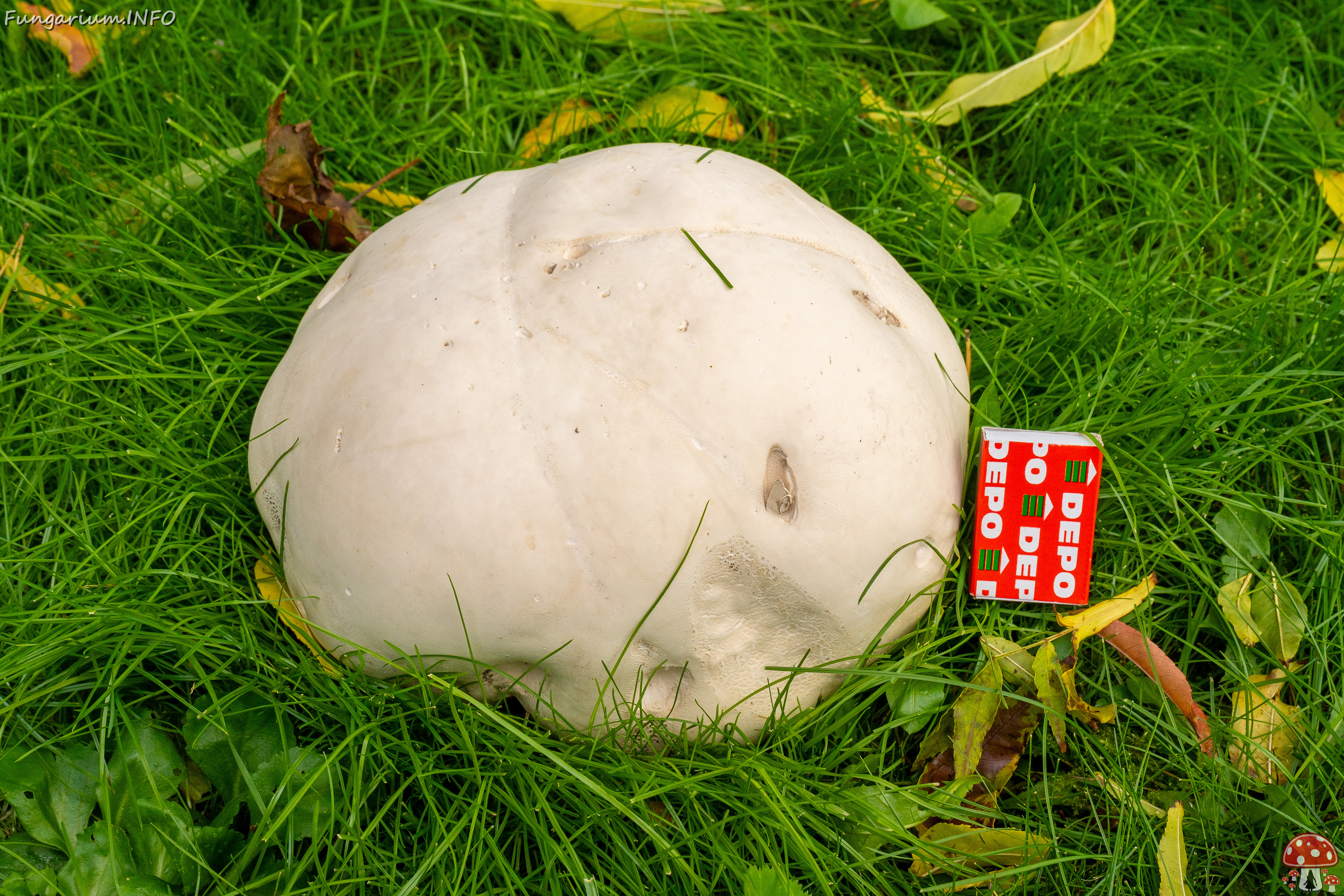 calvatia-gigantea_2024-09-29_1-18 