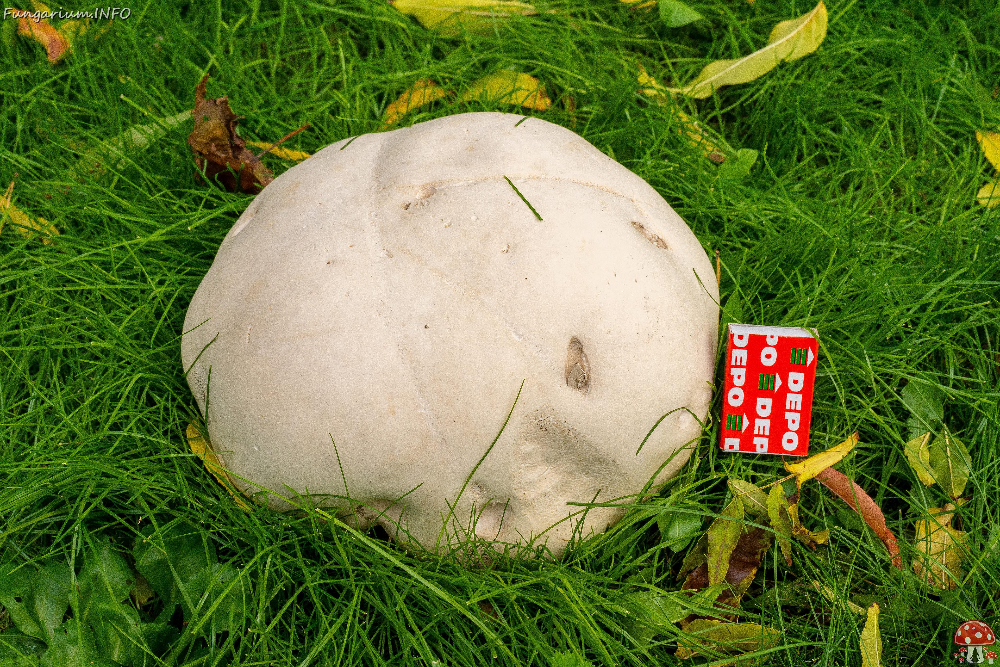 calvatia-gigantea_2024-09-29_1-19 