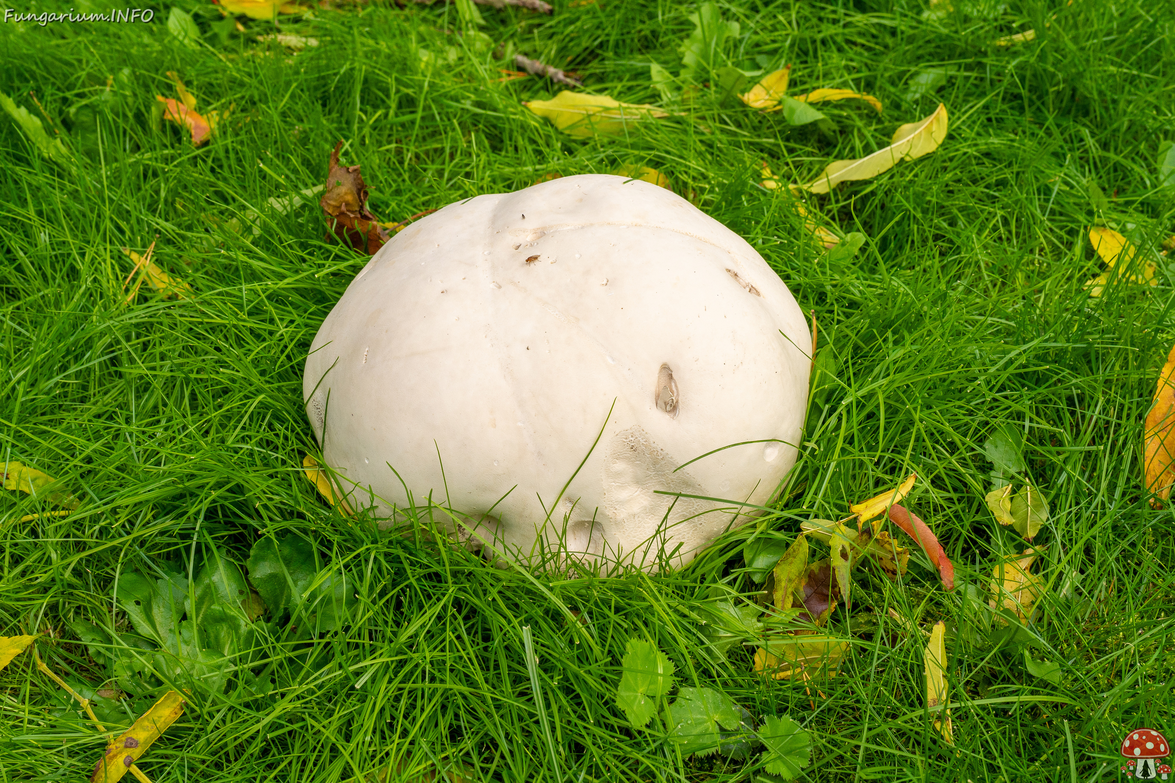 calvatia-gigantea_2024-09-29_1-2 