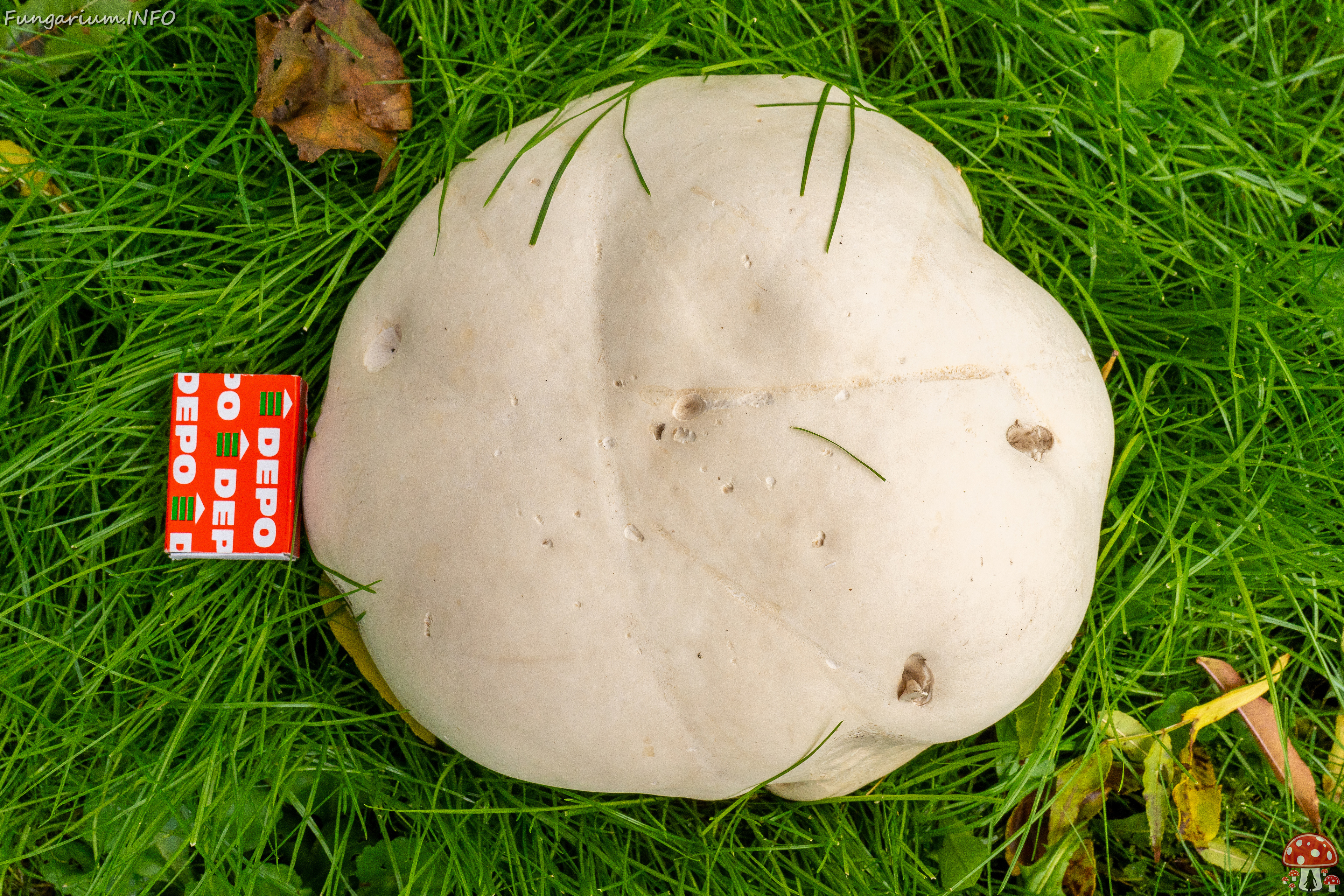 calvatia-gigantea_2024-09-29_1-20 