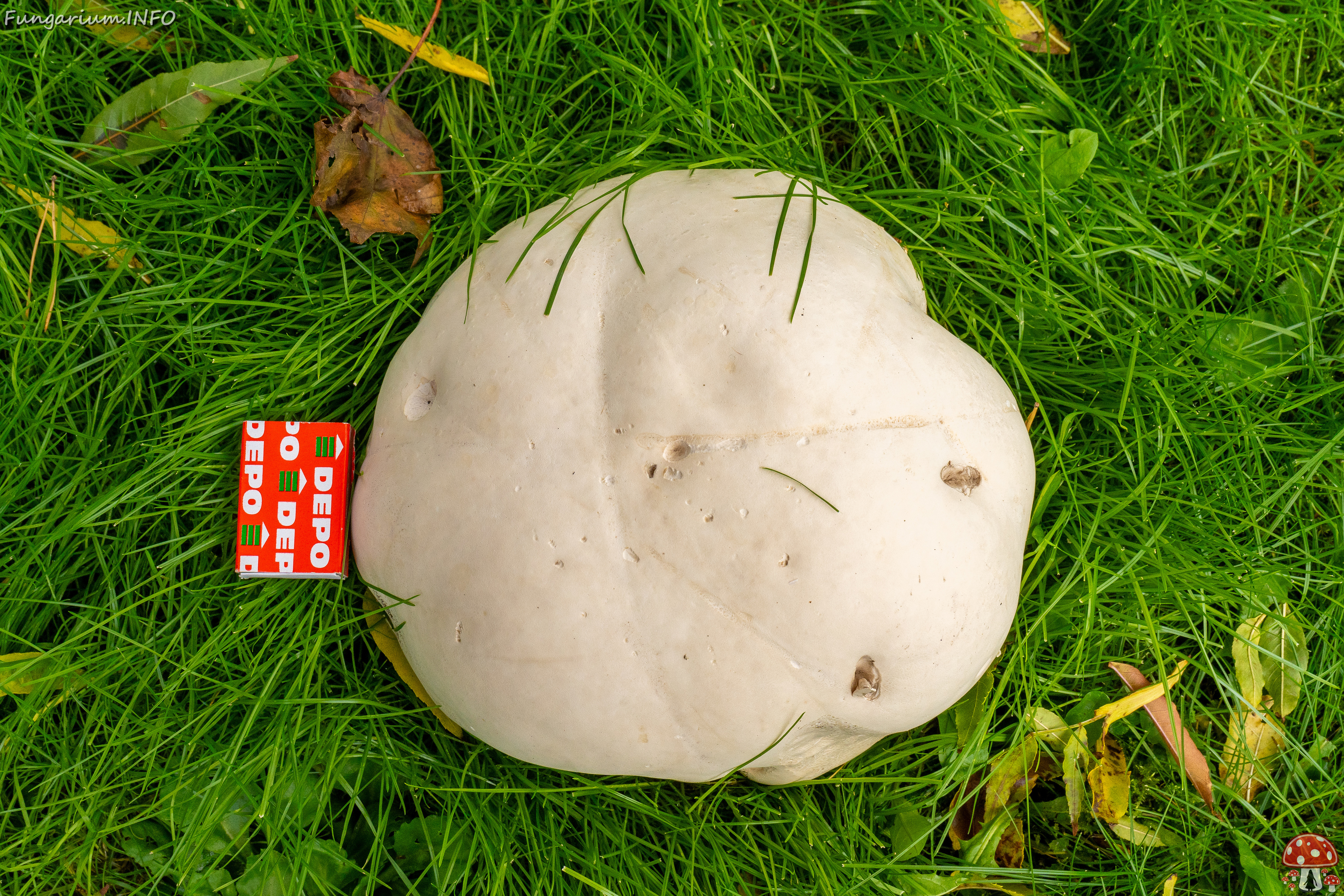 calvatia-gigantea_2024-09-29_1-21 