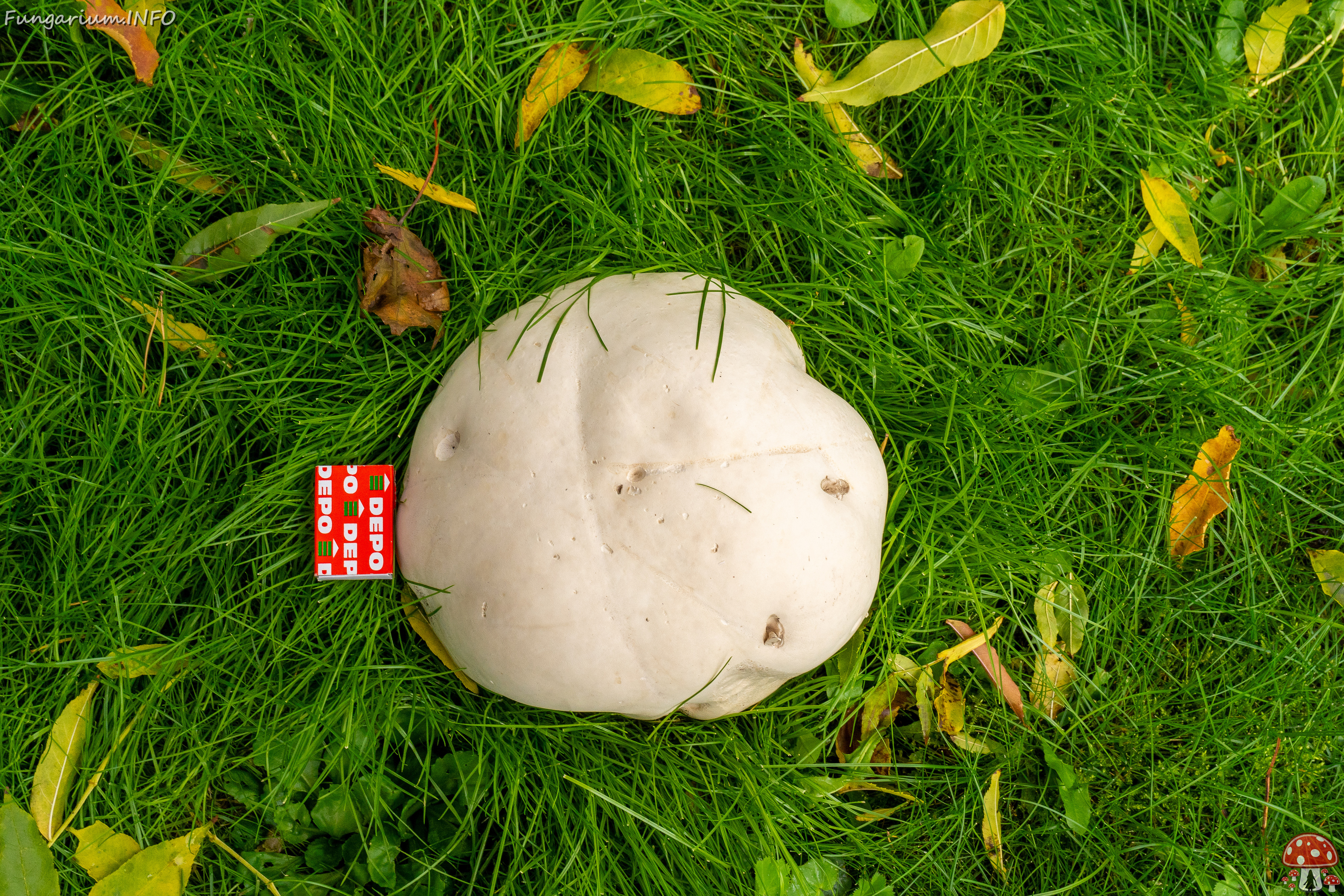 calvatia-gigantea_2024-09-29_1-22 