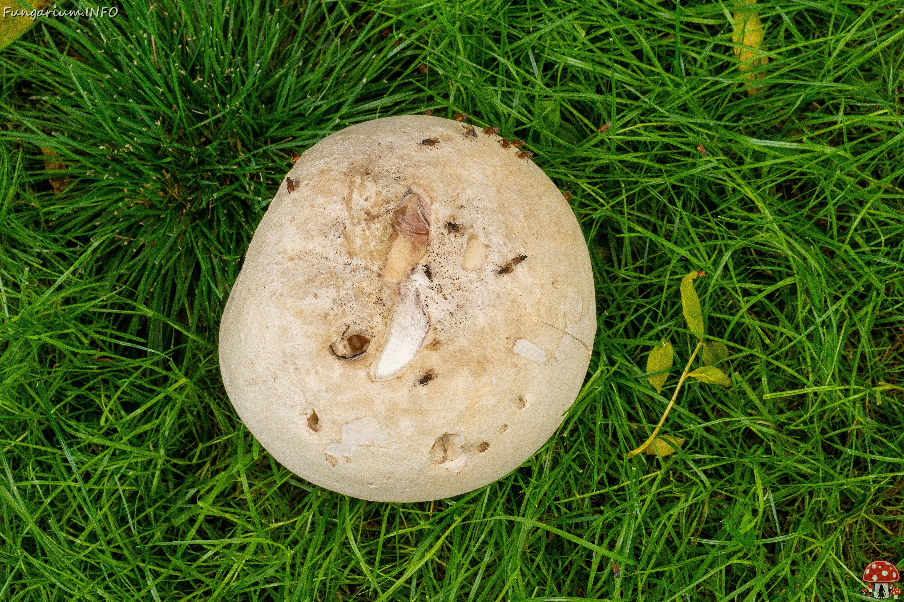 calvatia-gigantea_2024-09-29_1-23 