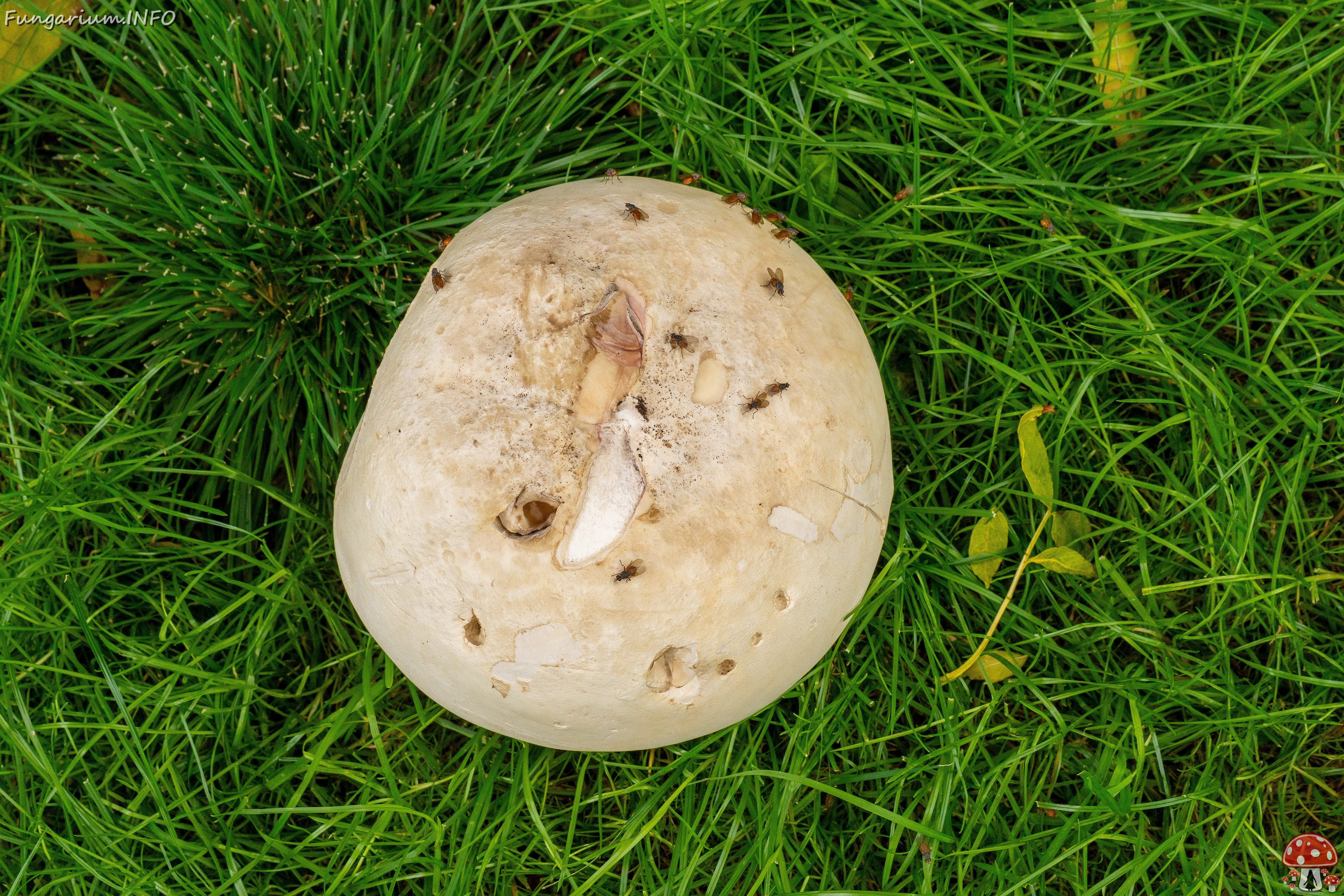 calvatia-gigantea_2024-09-29_1-24 