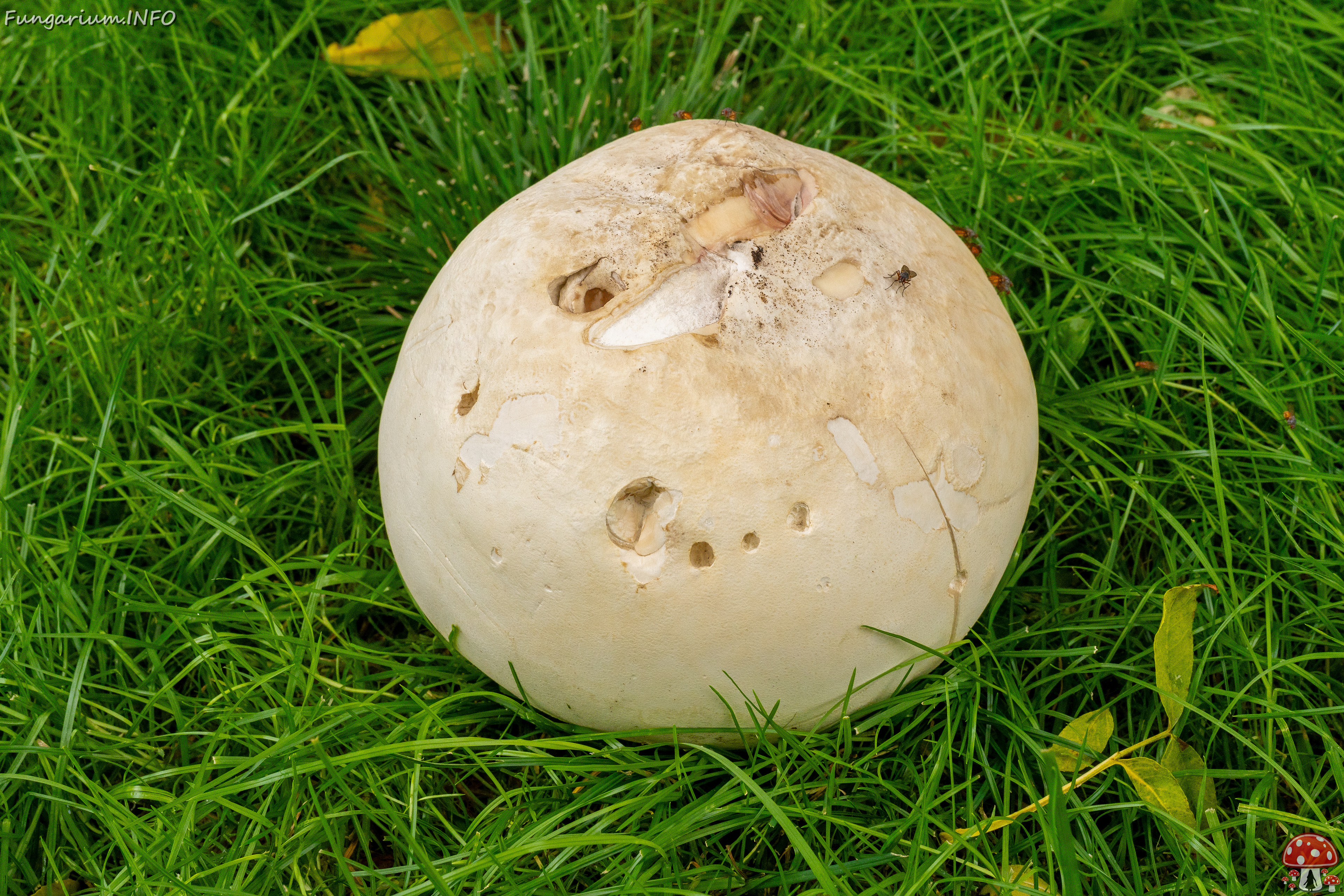 calvatia-gigantea_2024-09-29_1-25 