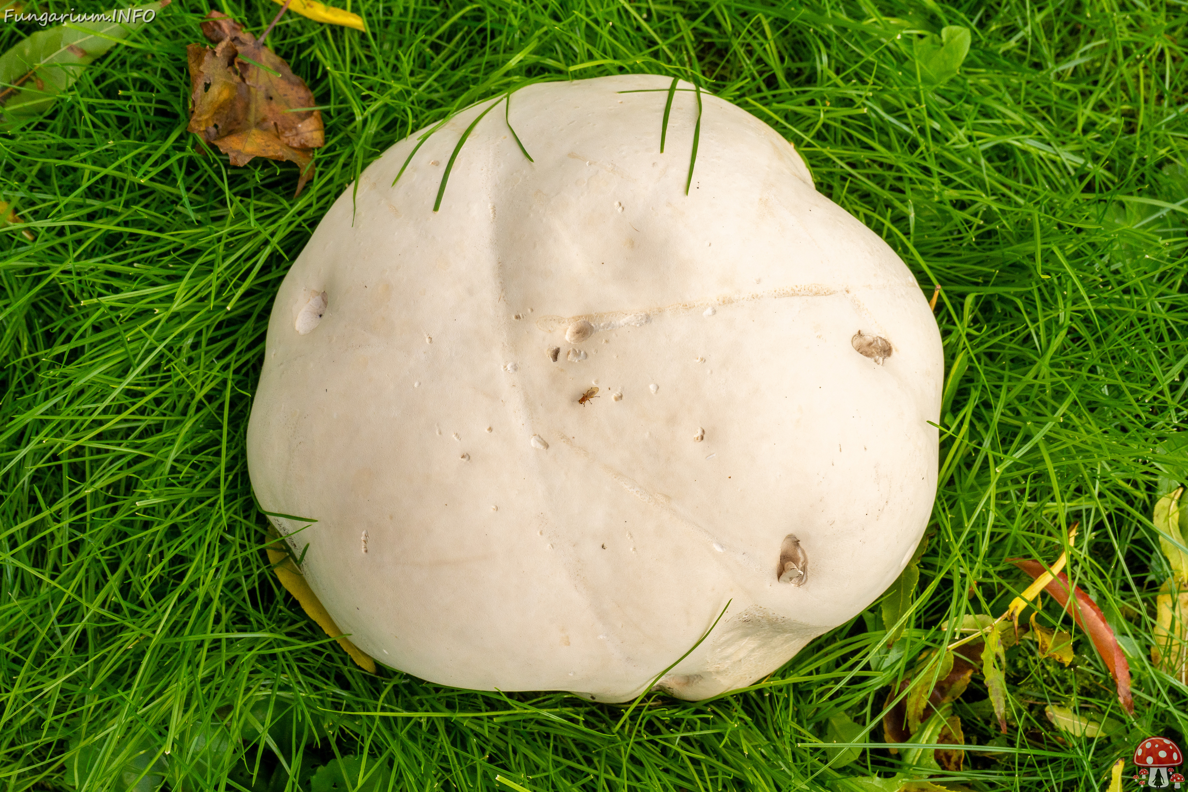 calvatia-gigantea_2024-09-29_1-3 