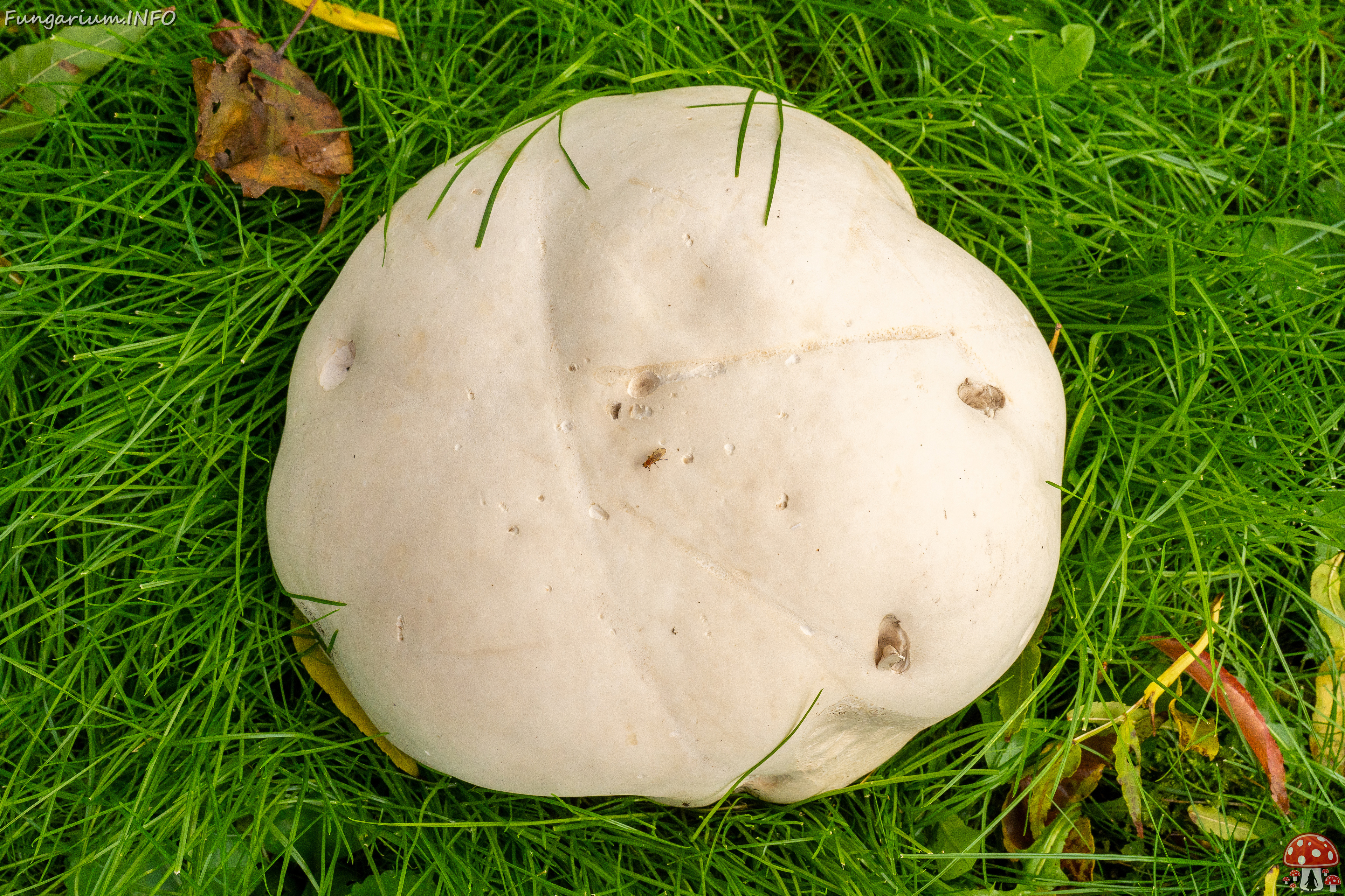 calvatia-gigantea_2024-09-29_1-4 