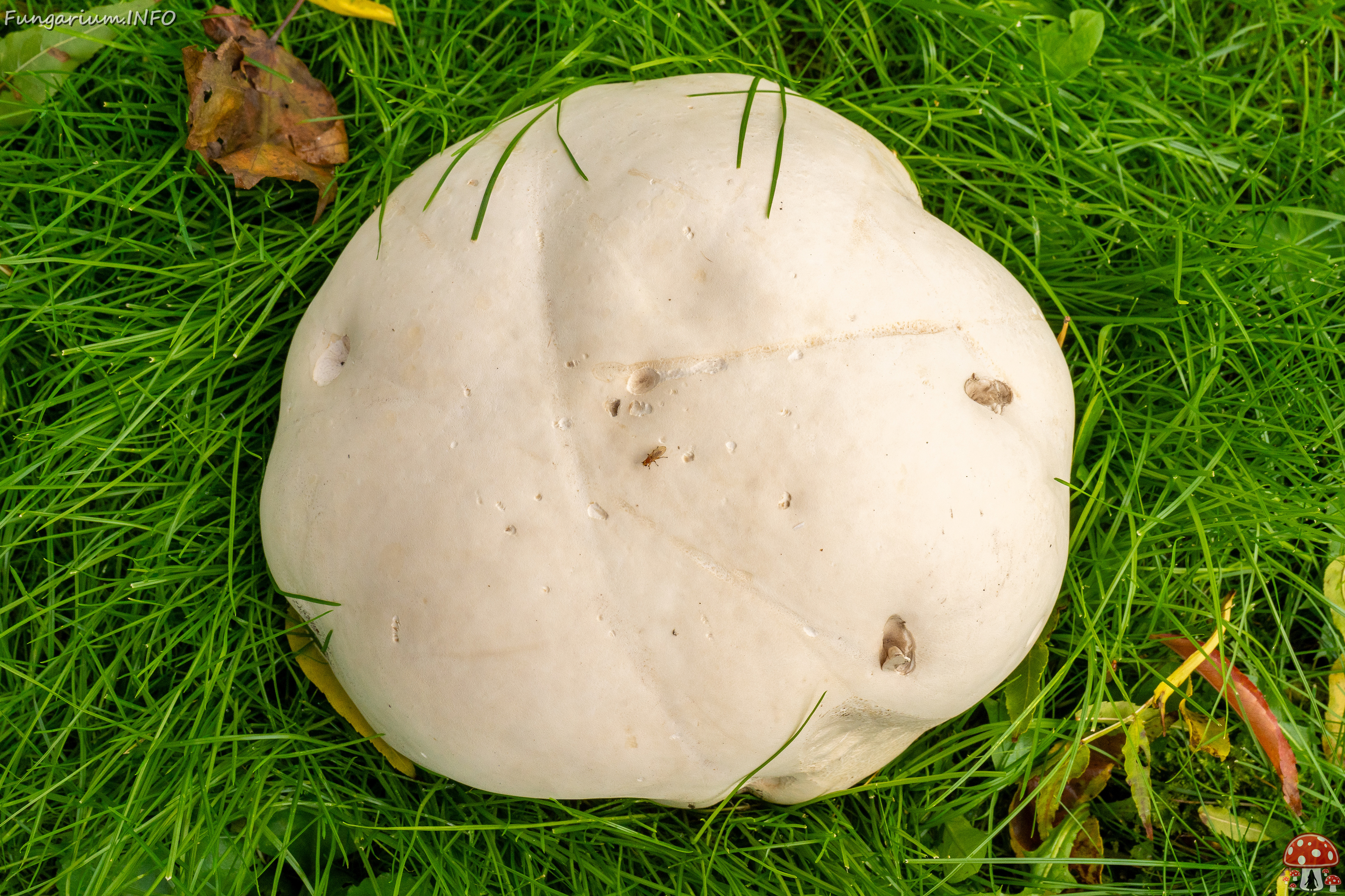 calvatia-gigantea_2024-09-29_1-5 