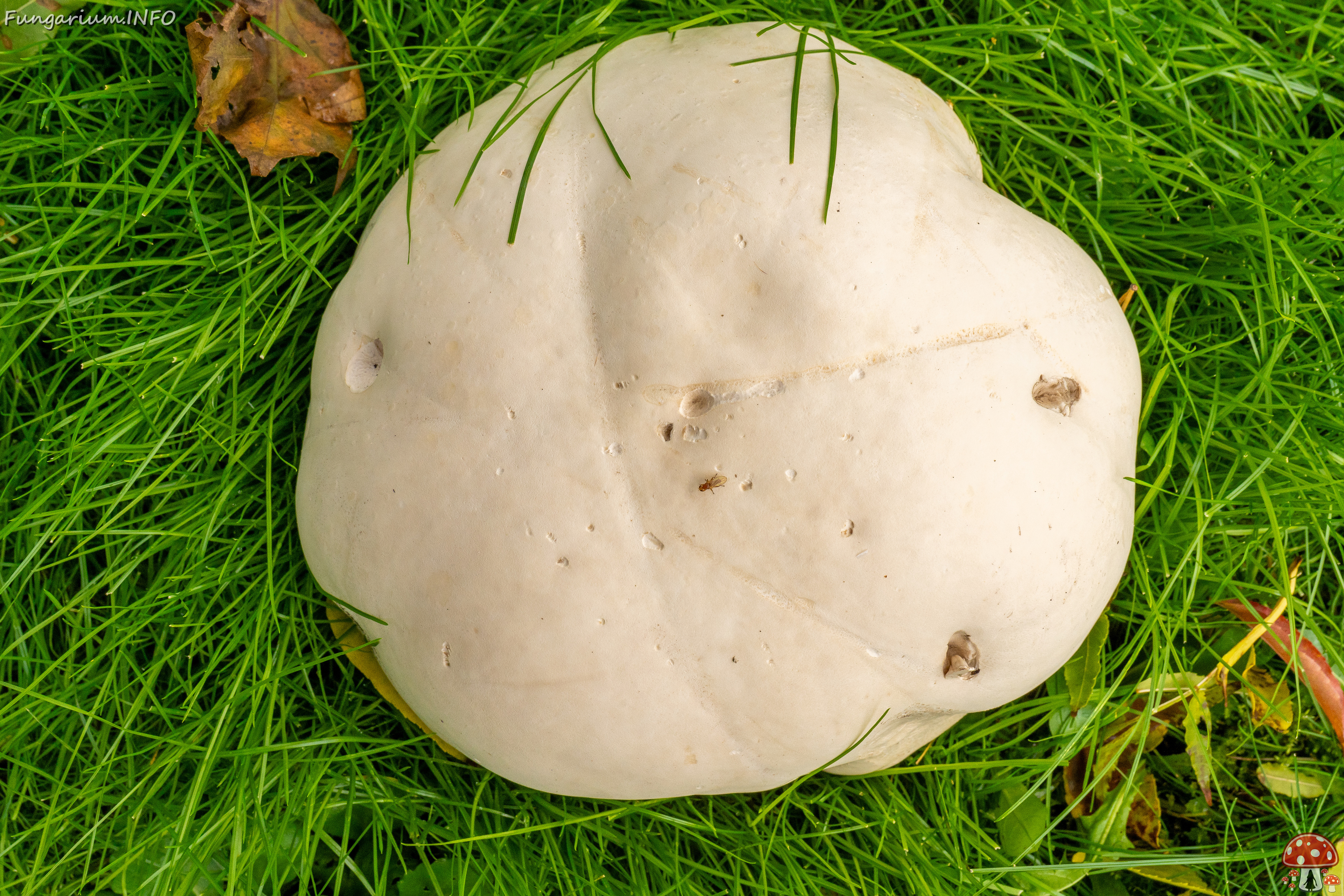 calvatia-gigantea_2024-09-29_1-6 