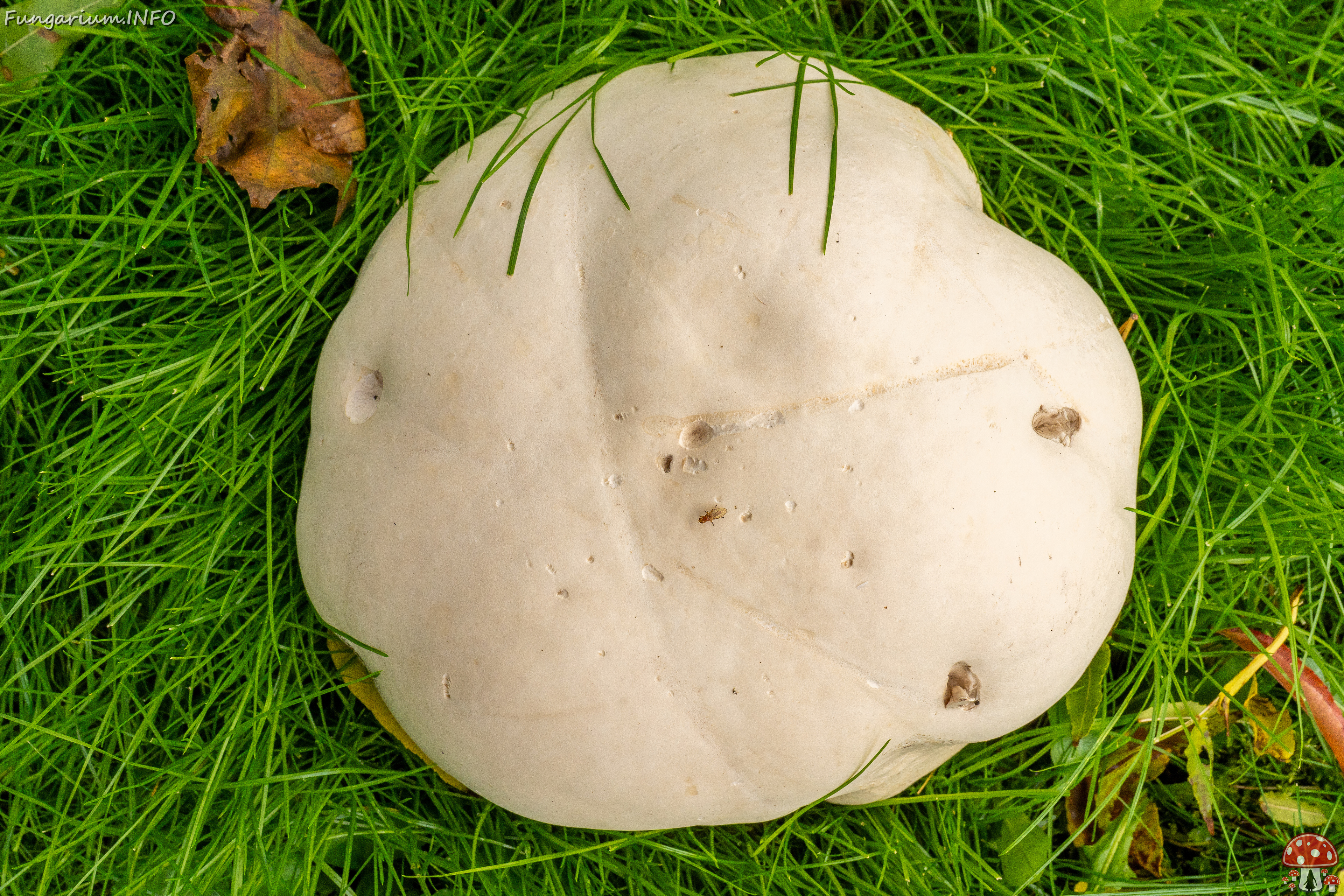 calvatia-gigantea_2024-09-29_1-7 