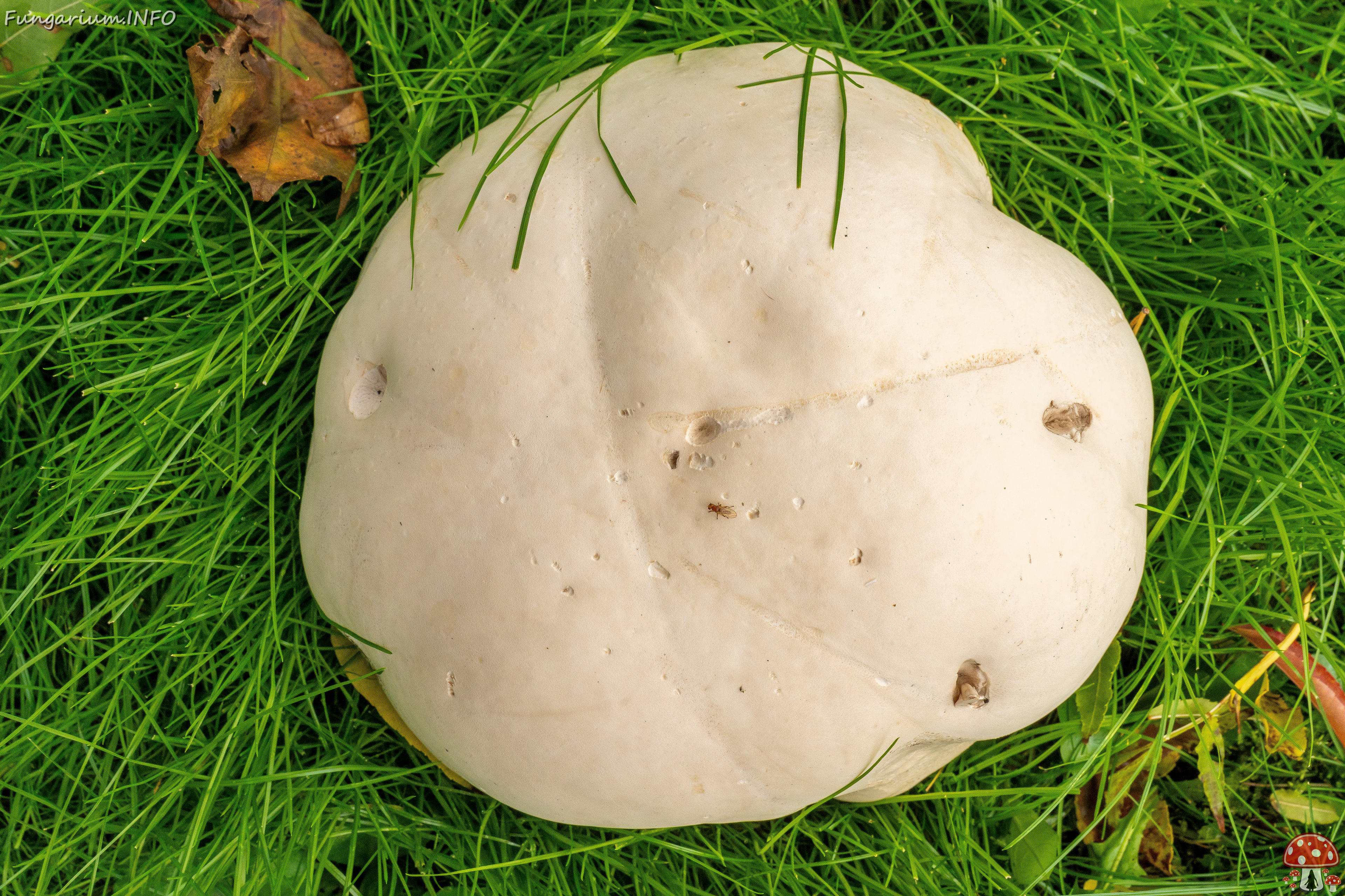 calvatia-gigantea_2024-09-29_1-8 