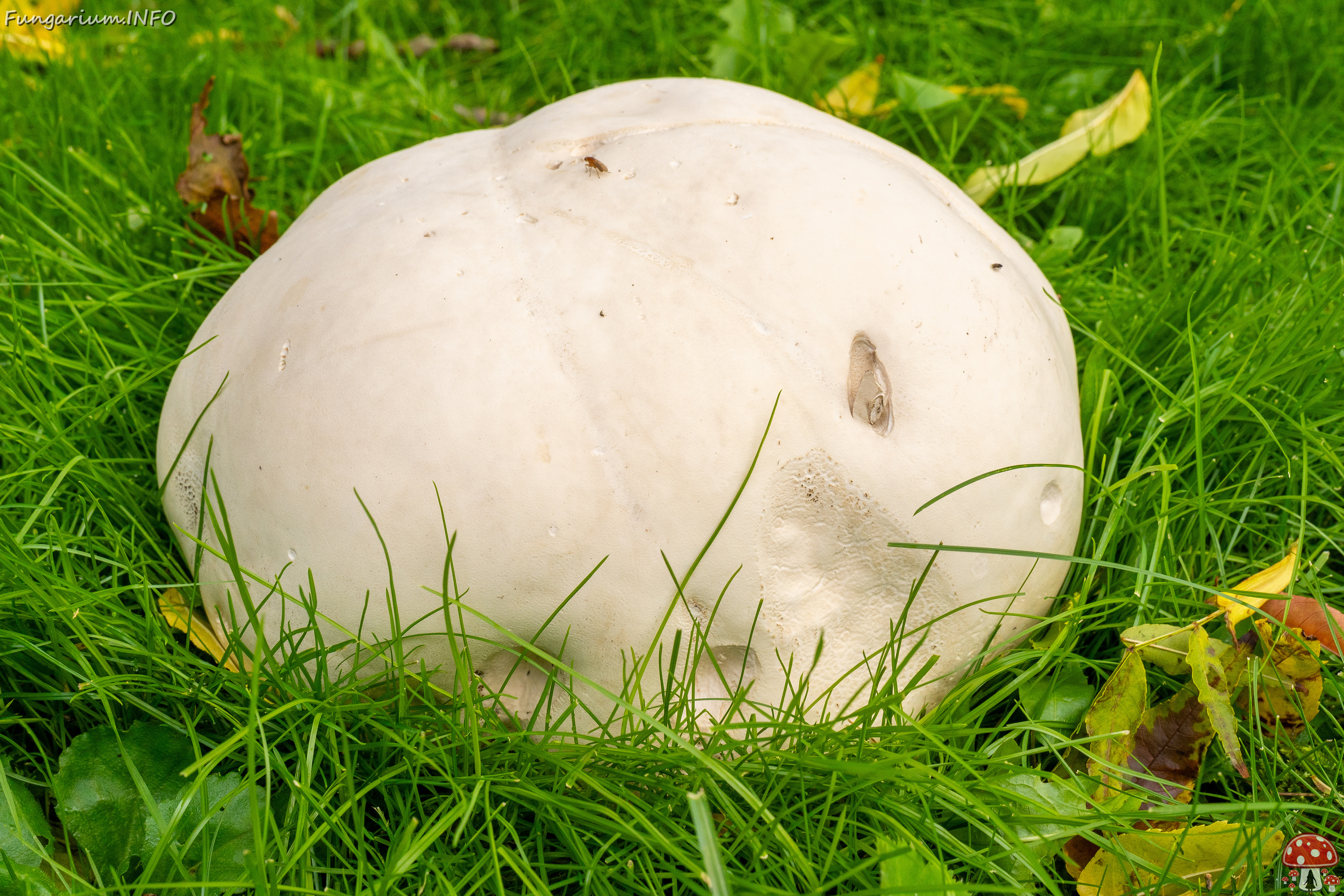 calvatia-gigantea_2024-09-29_1-9 