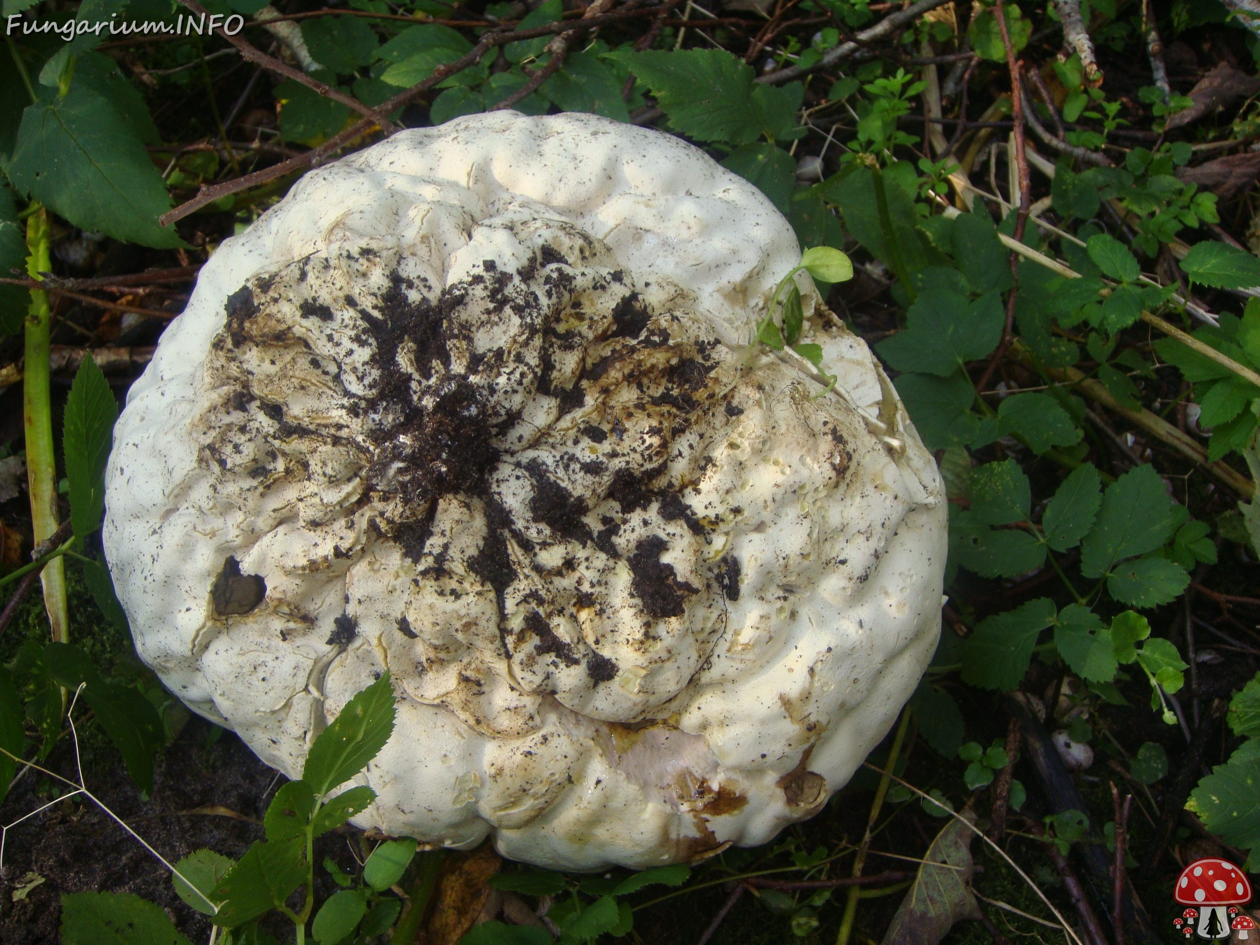 fungi-0004633 