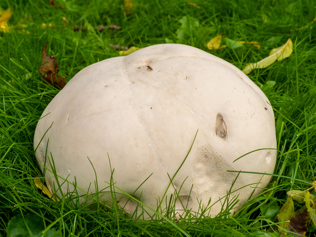 !calvatia-gigantea_2024-09-29_1-10