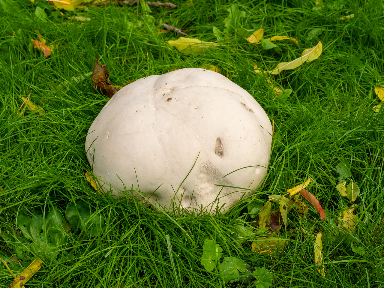 calvatia-gigantea_2024-09-29_1-1