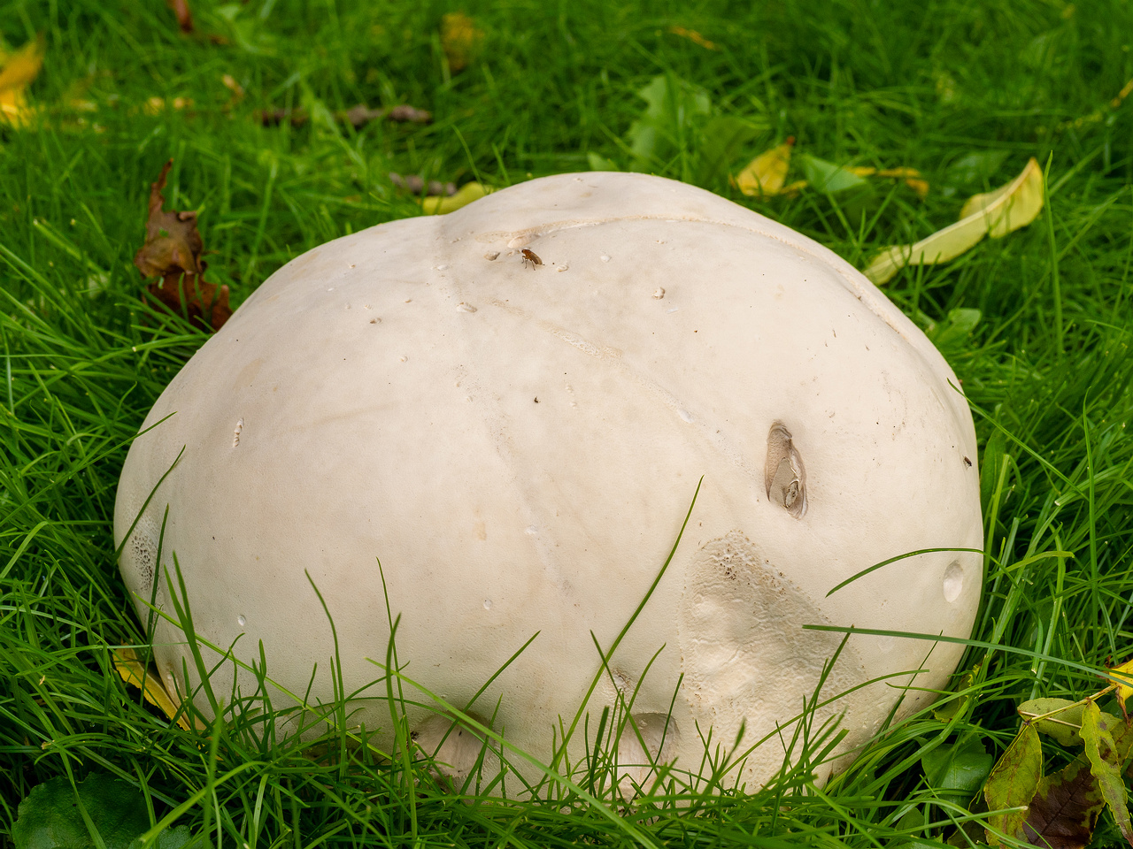 calvatia-gigantea_2024-09-29_1-11