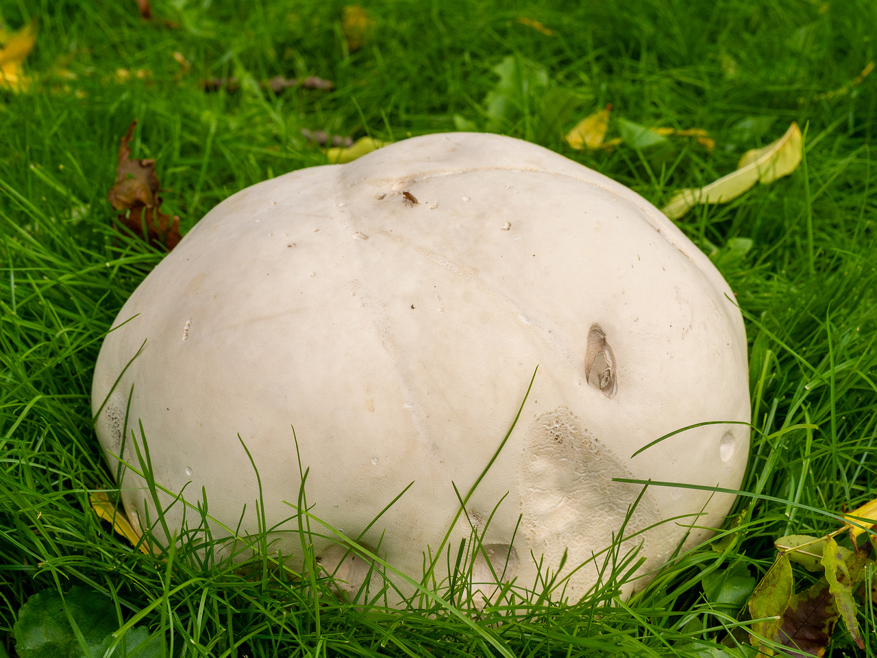 calvatia-gigantea_2024-09-29_1-12