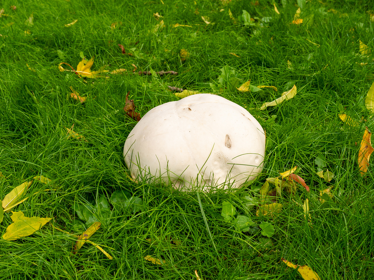 calvatia-gigantea_2024-09-29_1-13