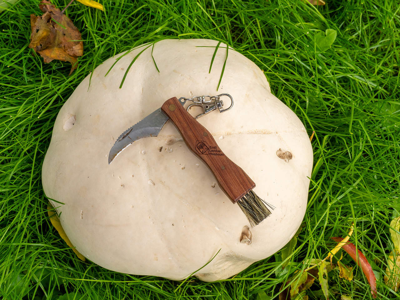 calvatia-gigantea_2024-09-29_1-14