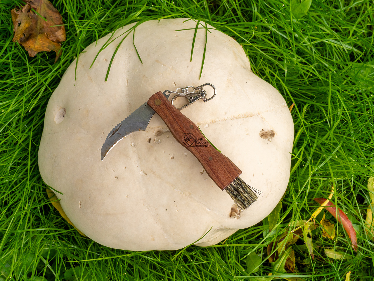 calvatia-gigantea_2024-09-29_1-15