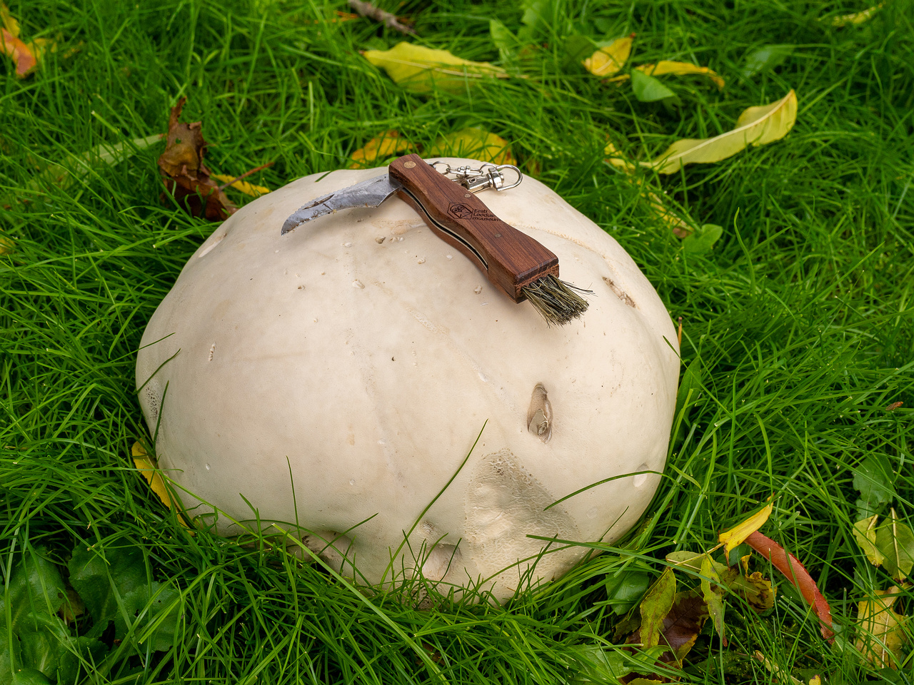 calvatia-gigantea_2024-09-29_1-16