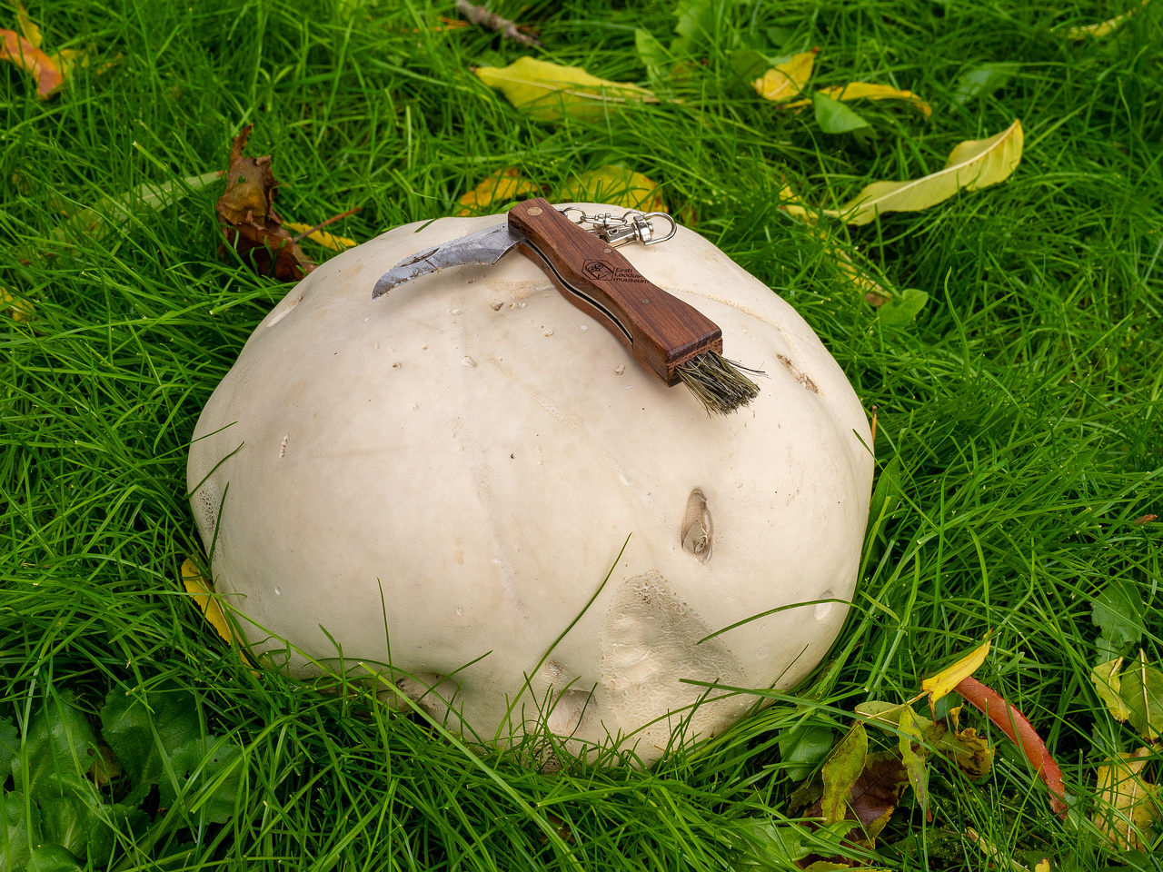 calvatia-gigantea_2024-09-29_1-17