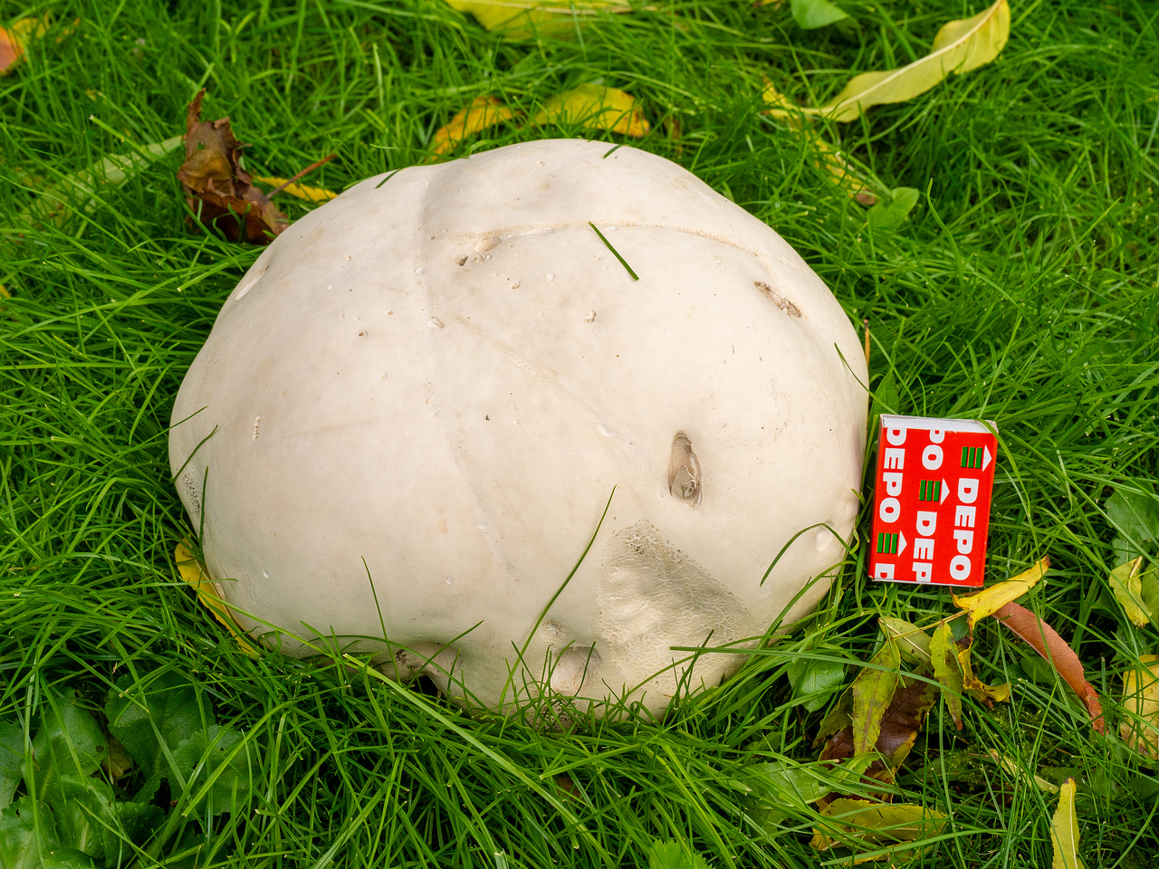 calvatia-gigantea_2024-09-29_1-18