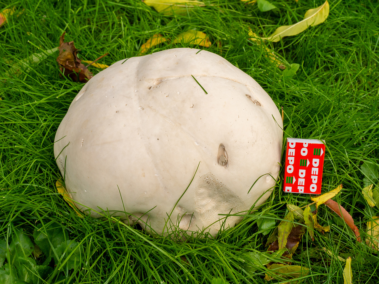 calvatia-gigantea_2024-09-29_1-19