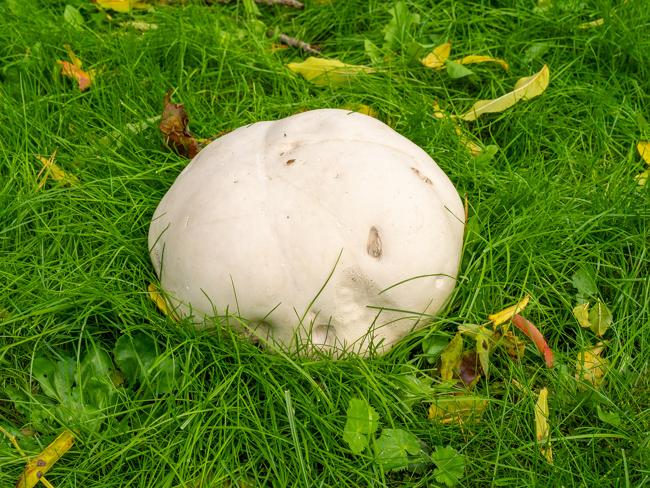 calvatia-gigantea_2024-09-29_1-2