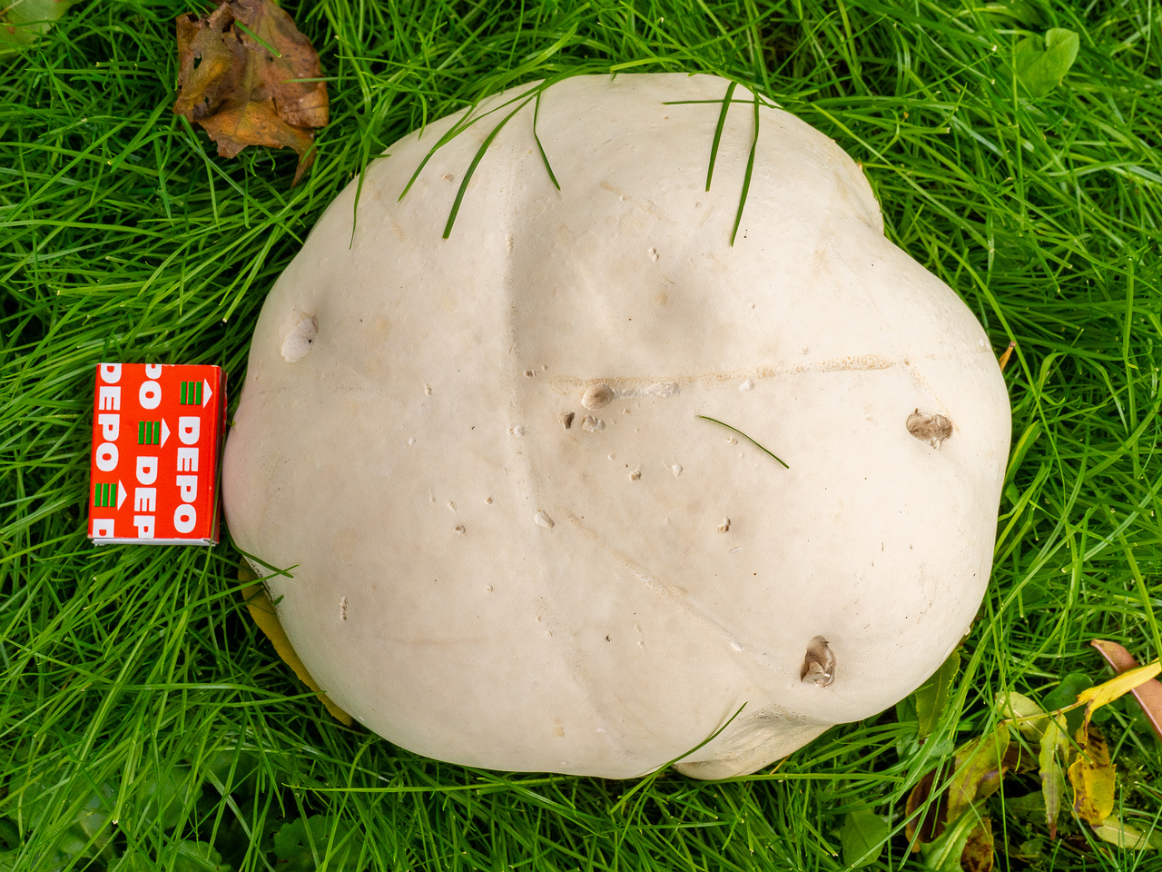 calvatia-gigantea_2024-09-29_1-20