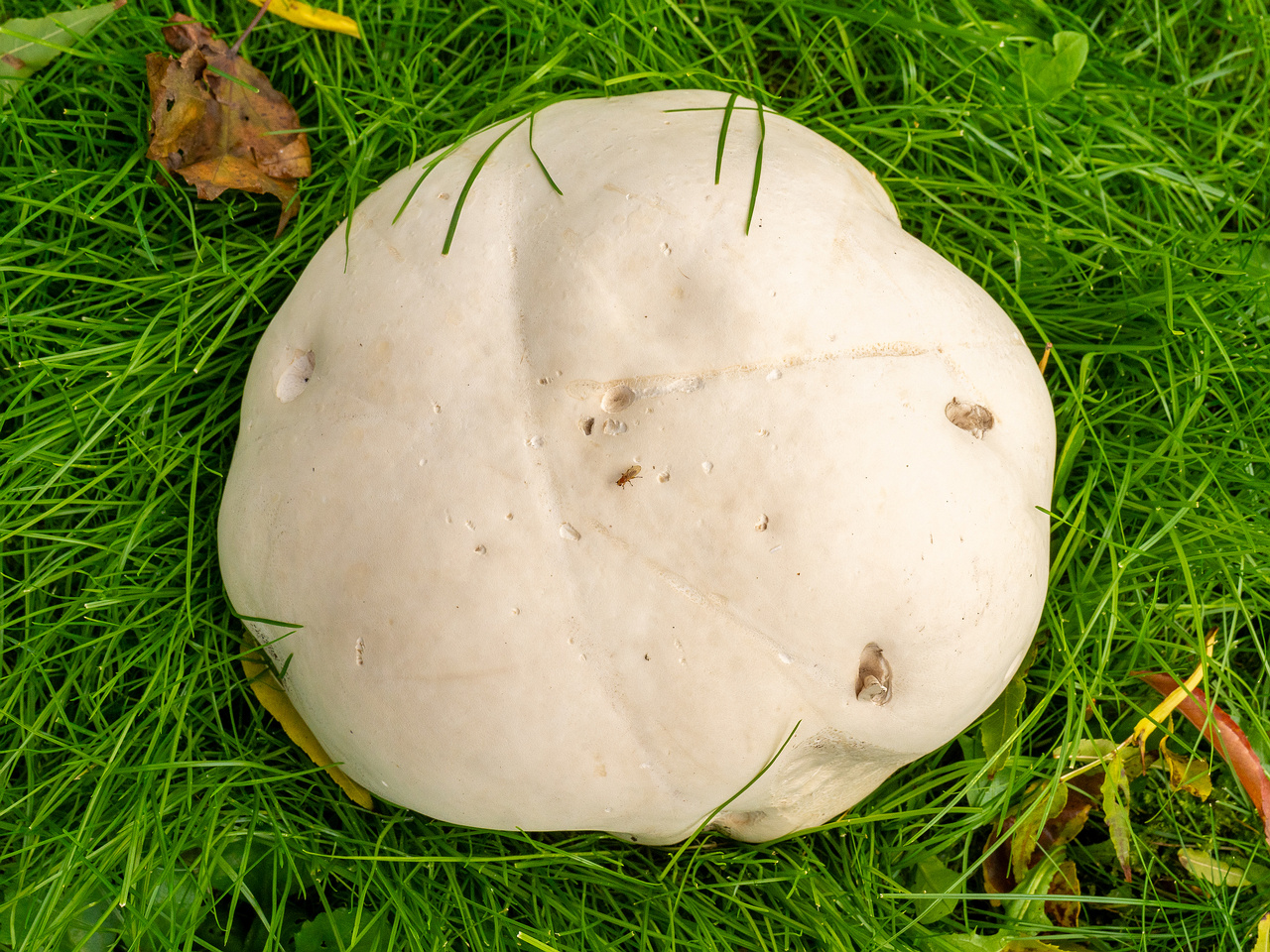 calvatia-gigantea_2024-09-29_1-3