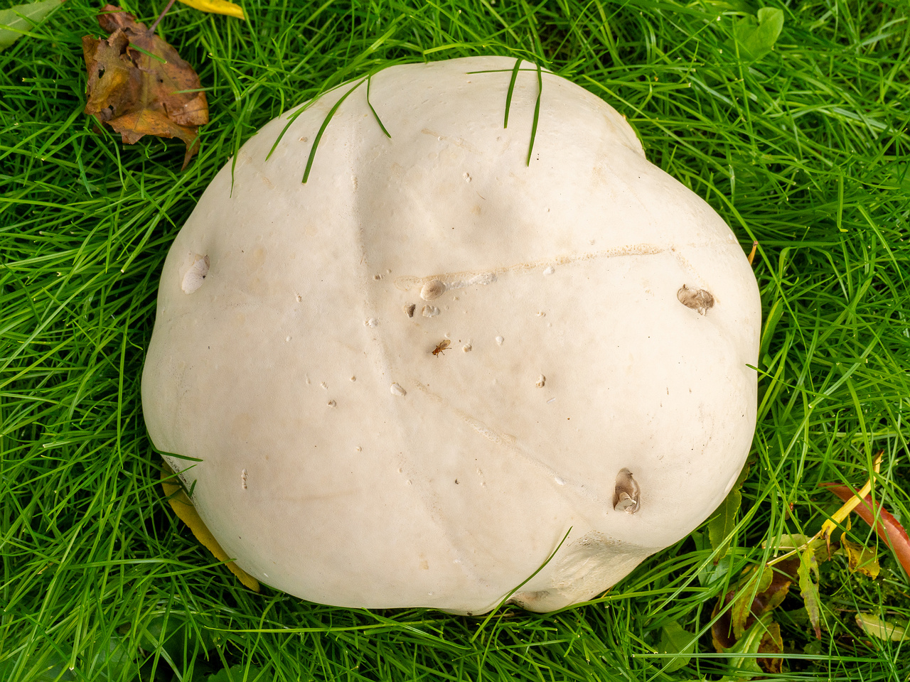 calvatia-gigantea_2024-09-29_1-5