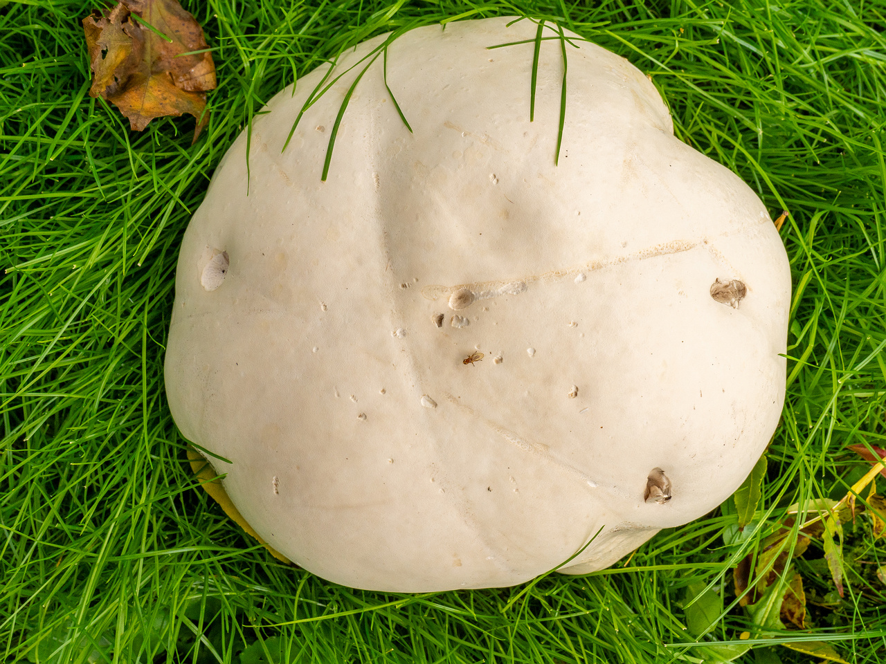 calvatia-gigantea_2024-09-29_1-6