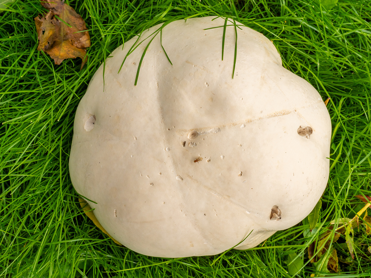 calvatia-gigantea_2024-09-29_1-7