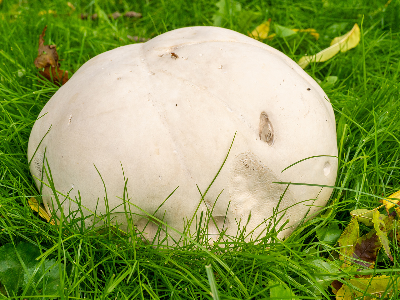 calvatia-gigantea_2024-09-29_1-9