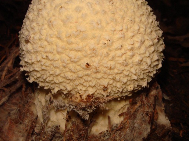 Головач мешковатый - Calvatia utriformis