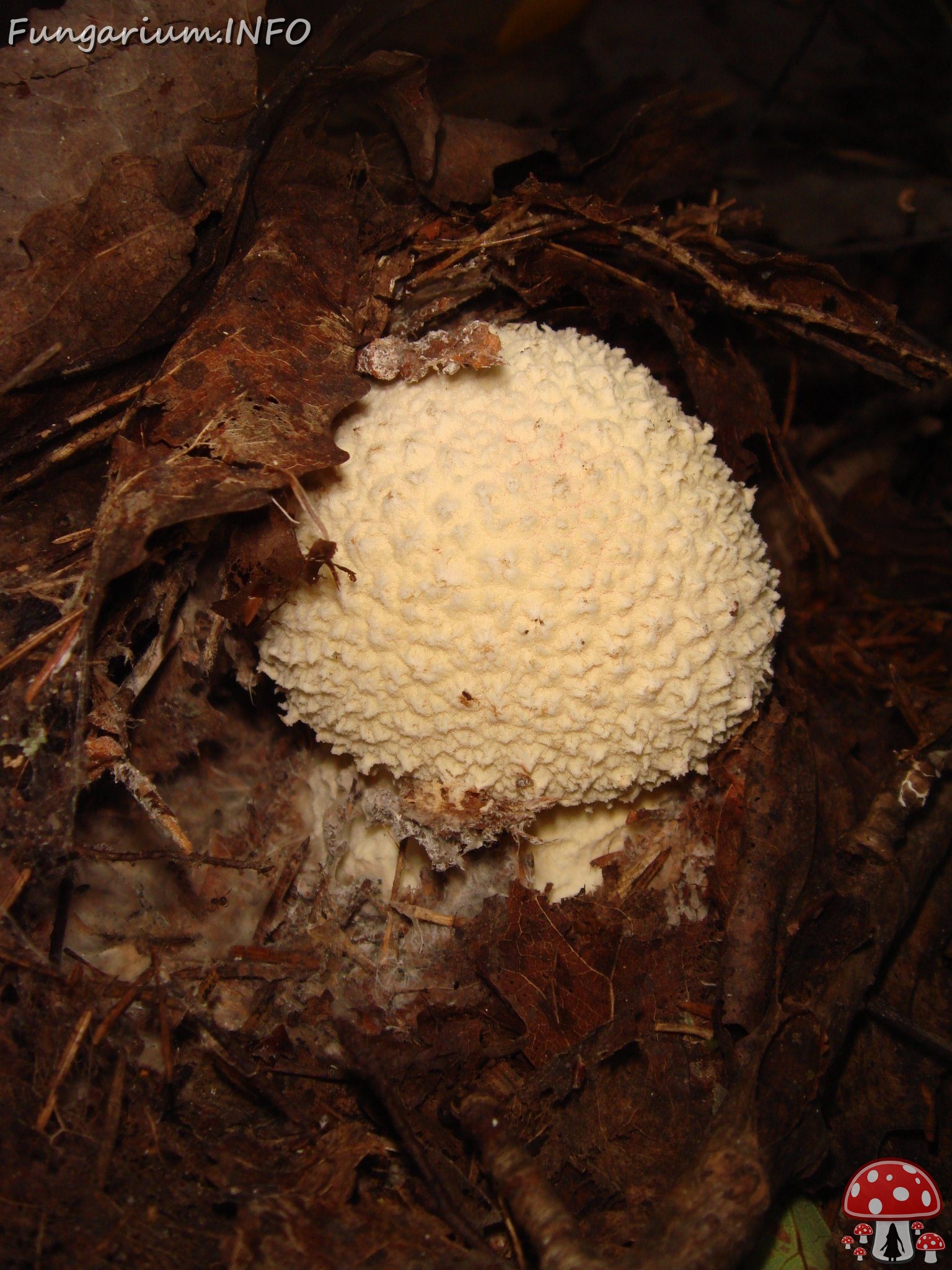 fungi-0004007 