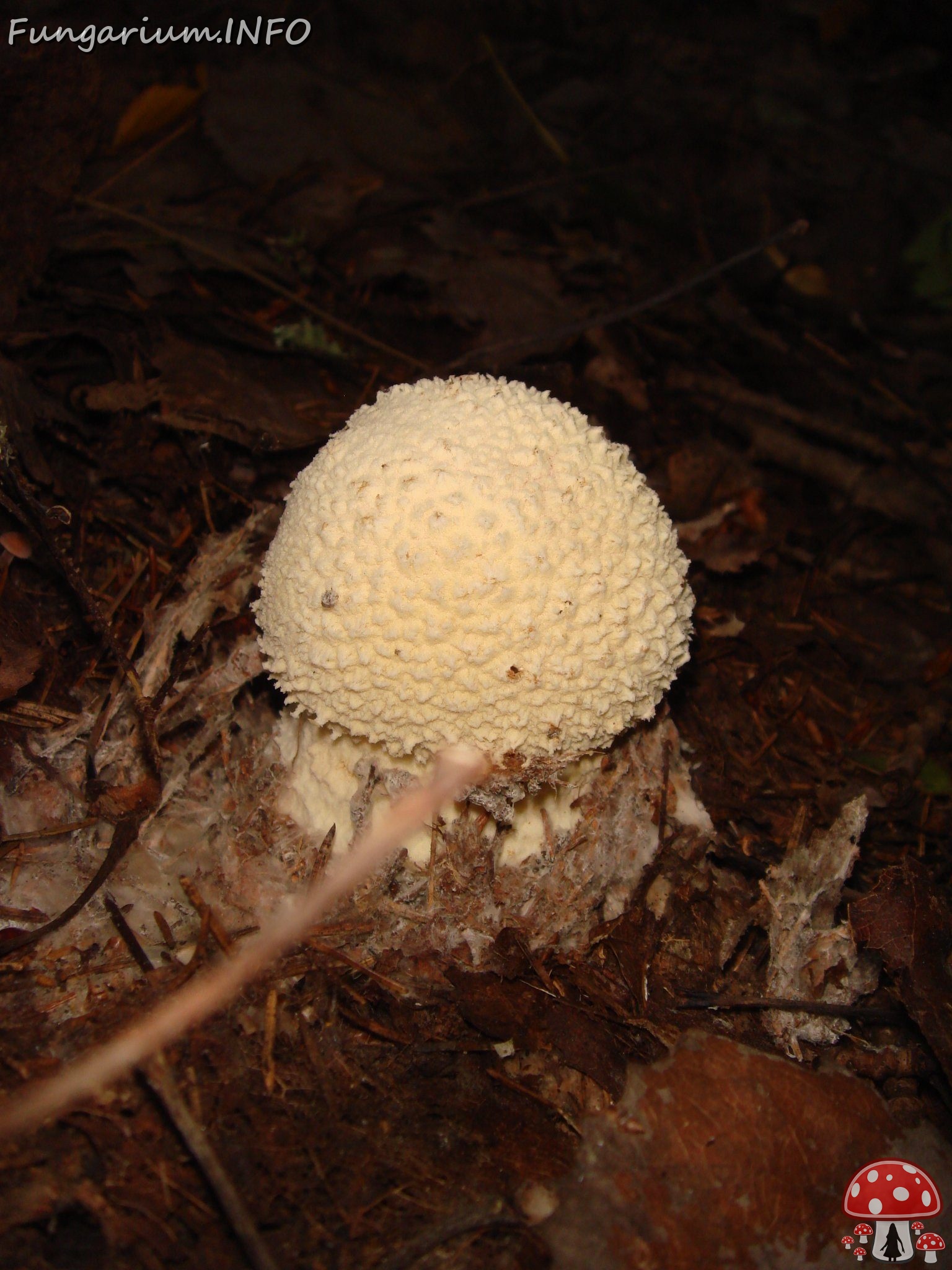 fungi-0004009 