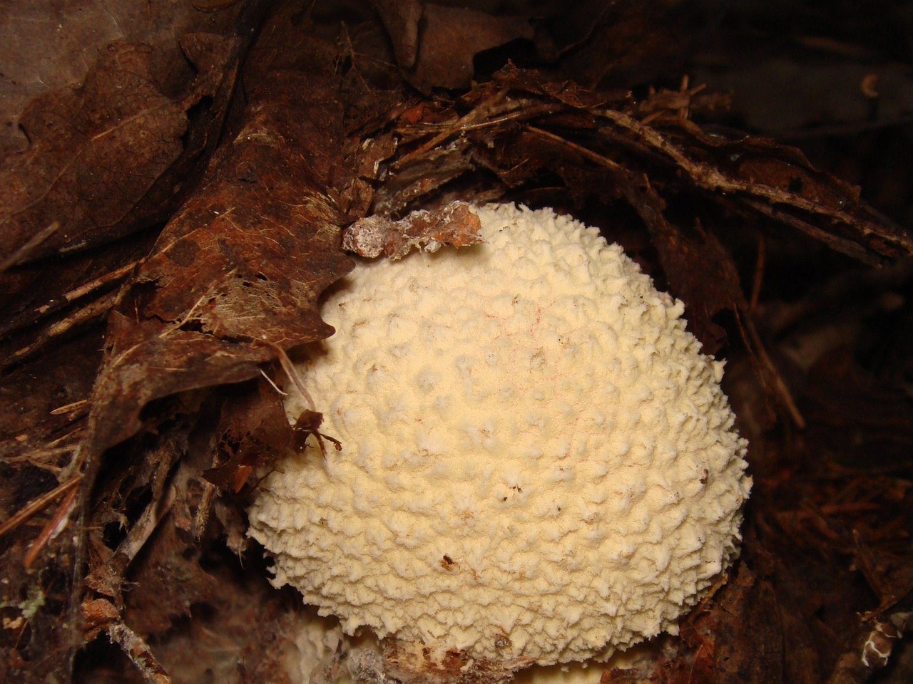 fungi-0004007